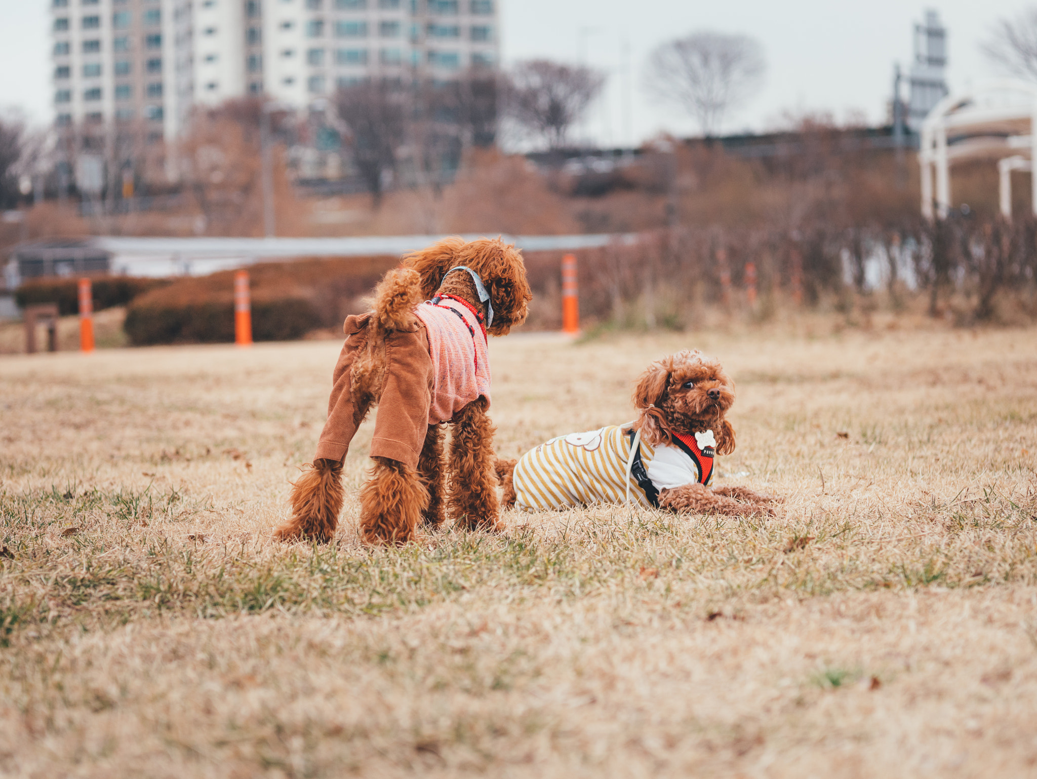 Panasonic Lumix DMC-GX85 (Lumix DMC-GX80 / Lumix DMC-GX7 Mark II) sample photo