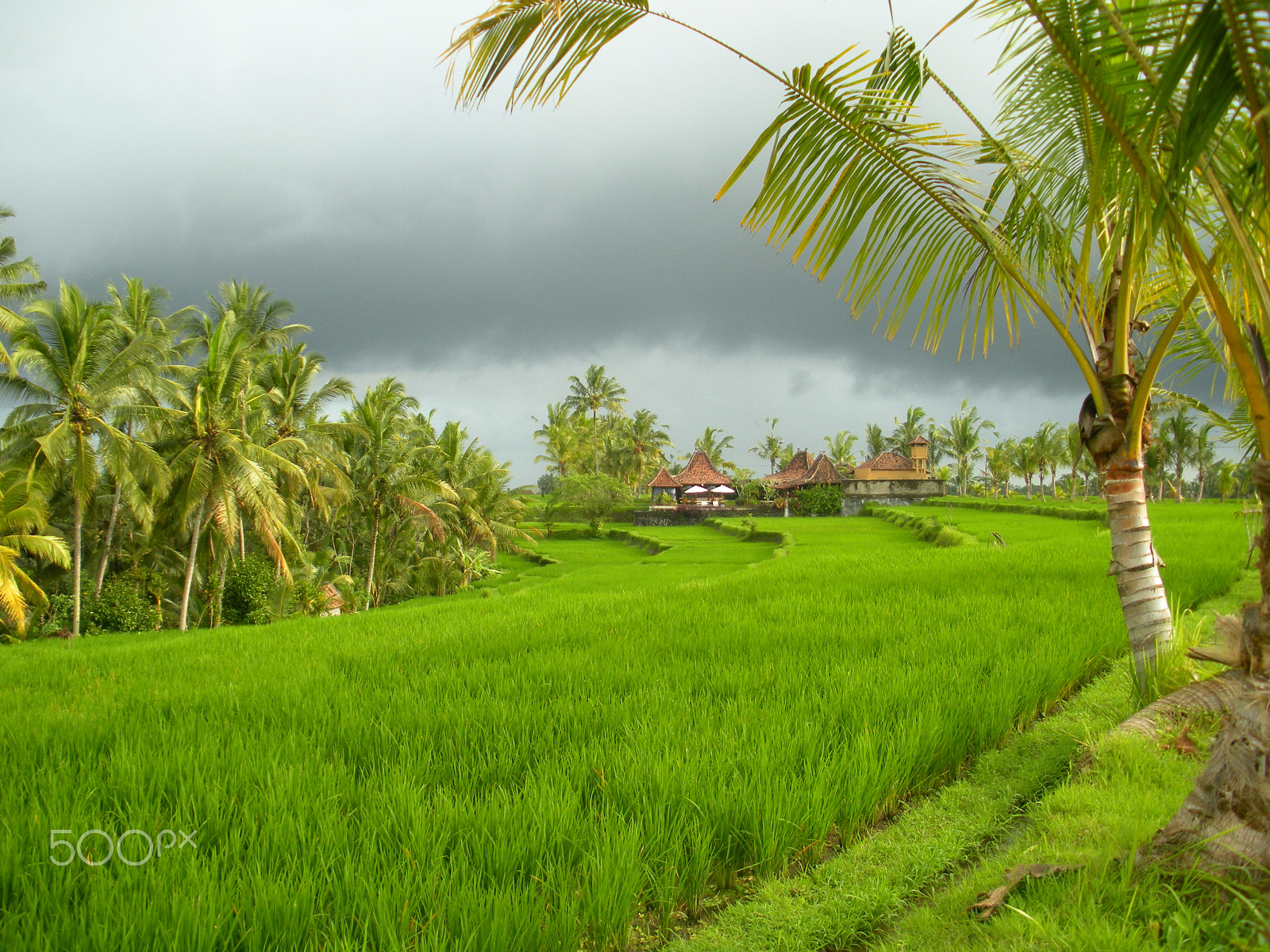 Nikon Coolpix S550 sample photo. Rice field, indonesia photography