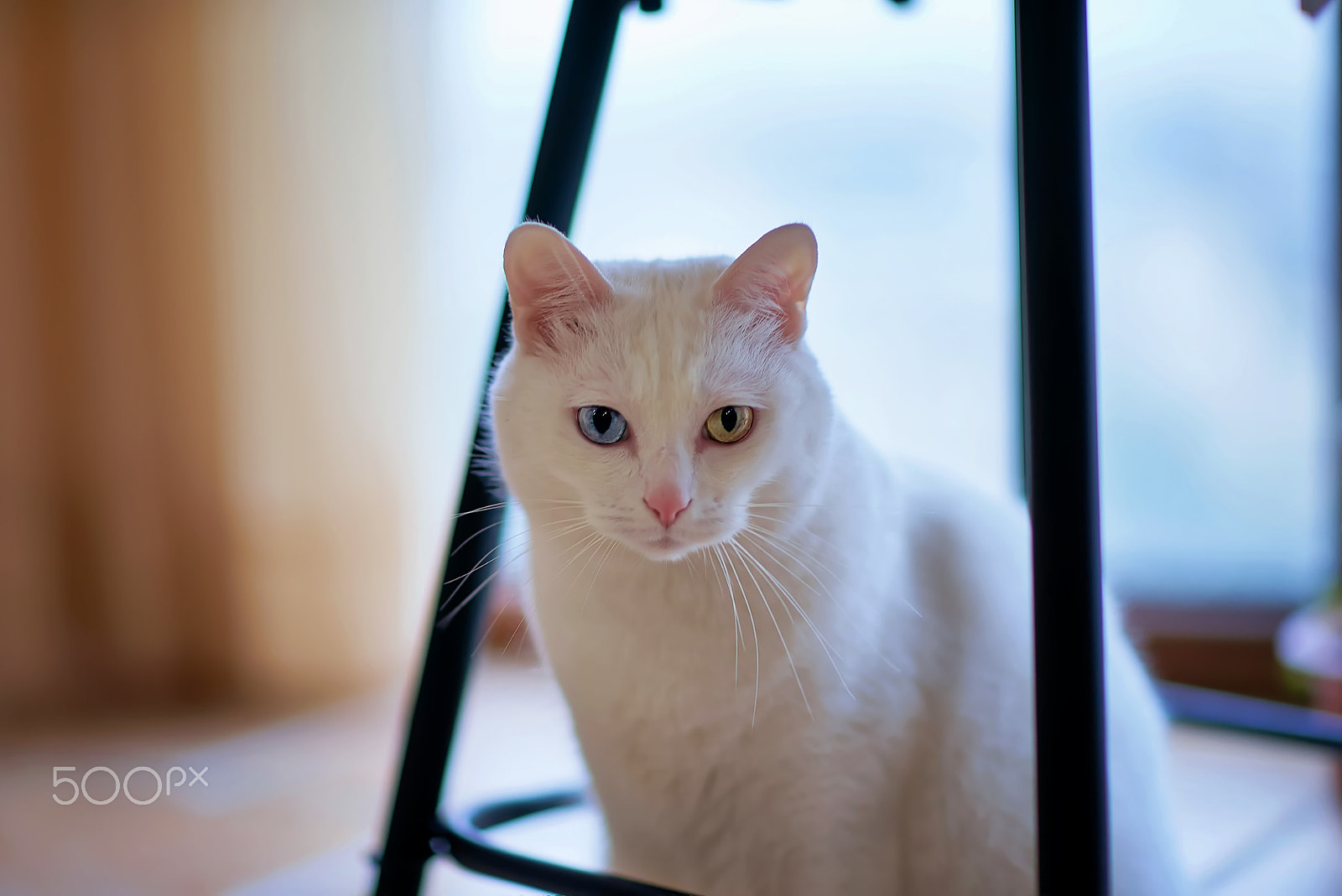 Sony a7S sample photo. 柒岁平江 photography
