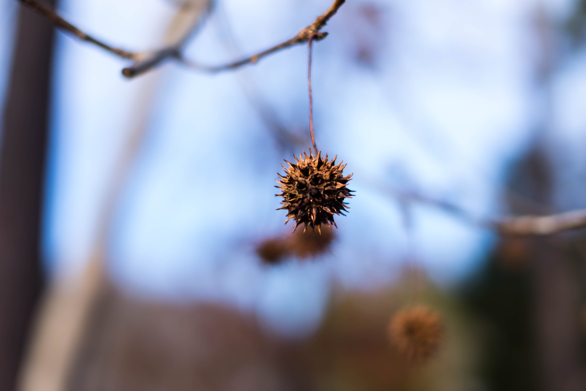 Pentax K-1 sample photo. Blur photography