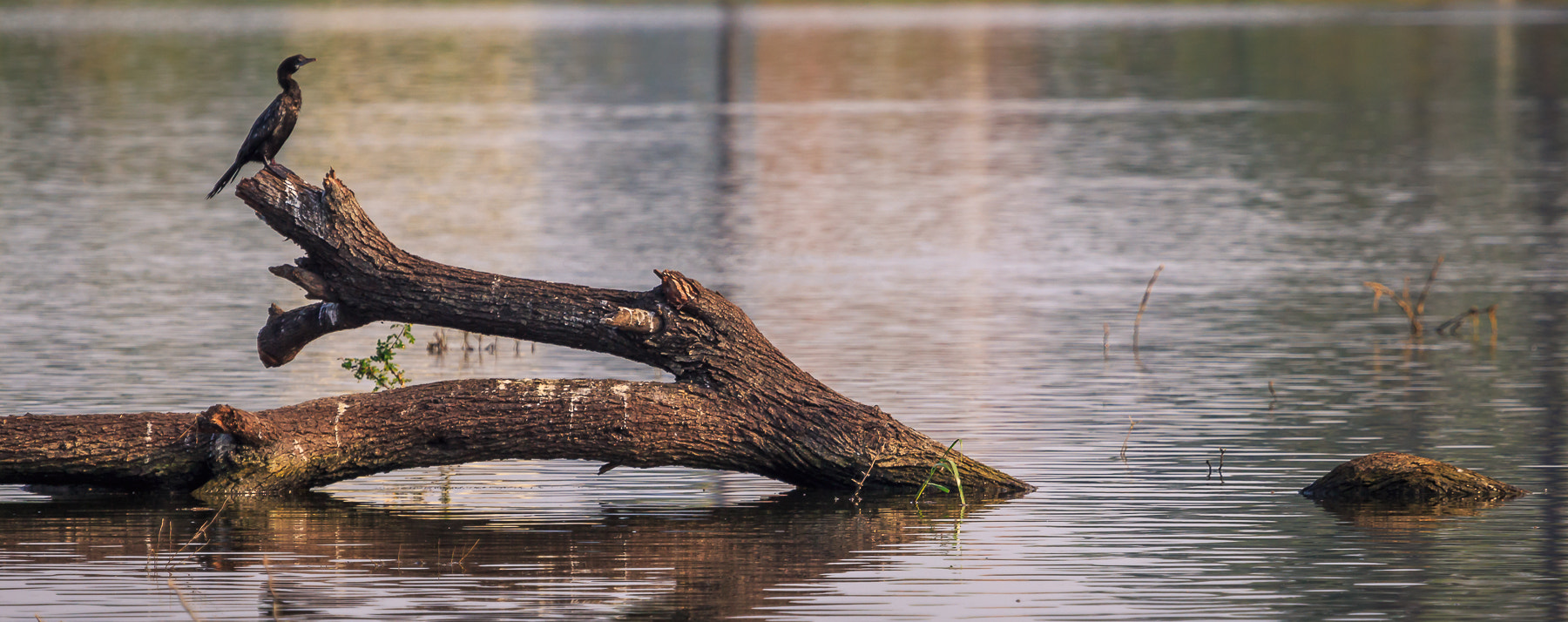 Canon EF 100-400mm F4.5-5.6L IS USM sample photo. () photography