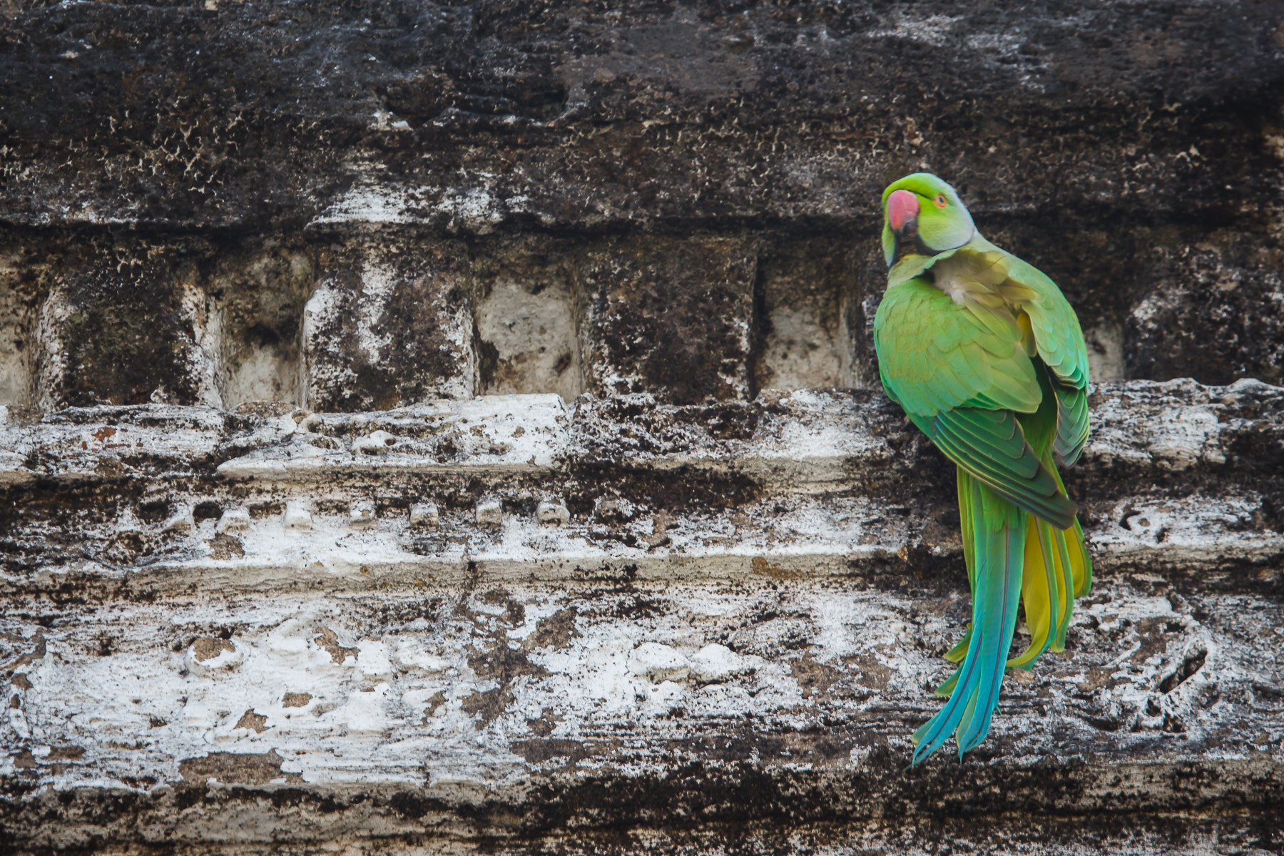Canon EF 100-400mm F4.5-5.6L IS USM sample photo. () photography