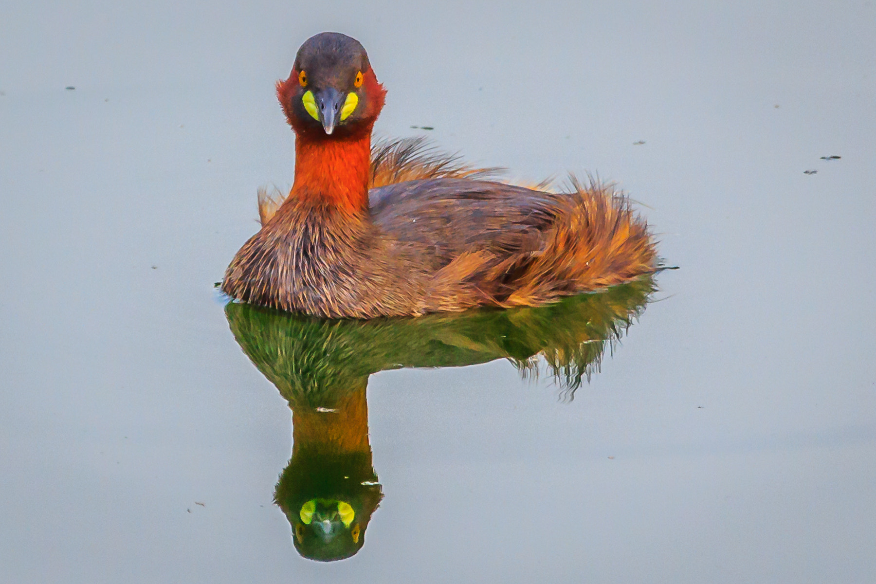 Canon EF 100-400mm F4.5-5.6L IS USM sample photo. () photography