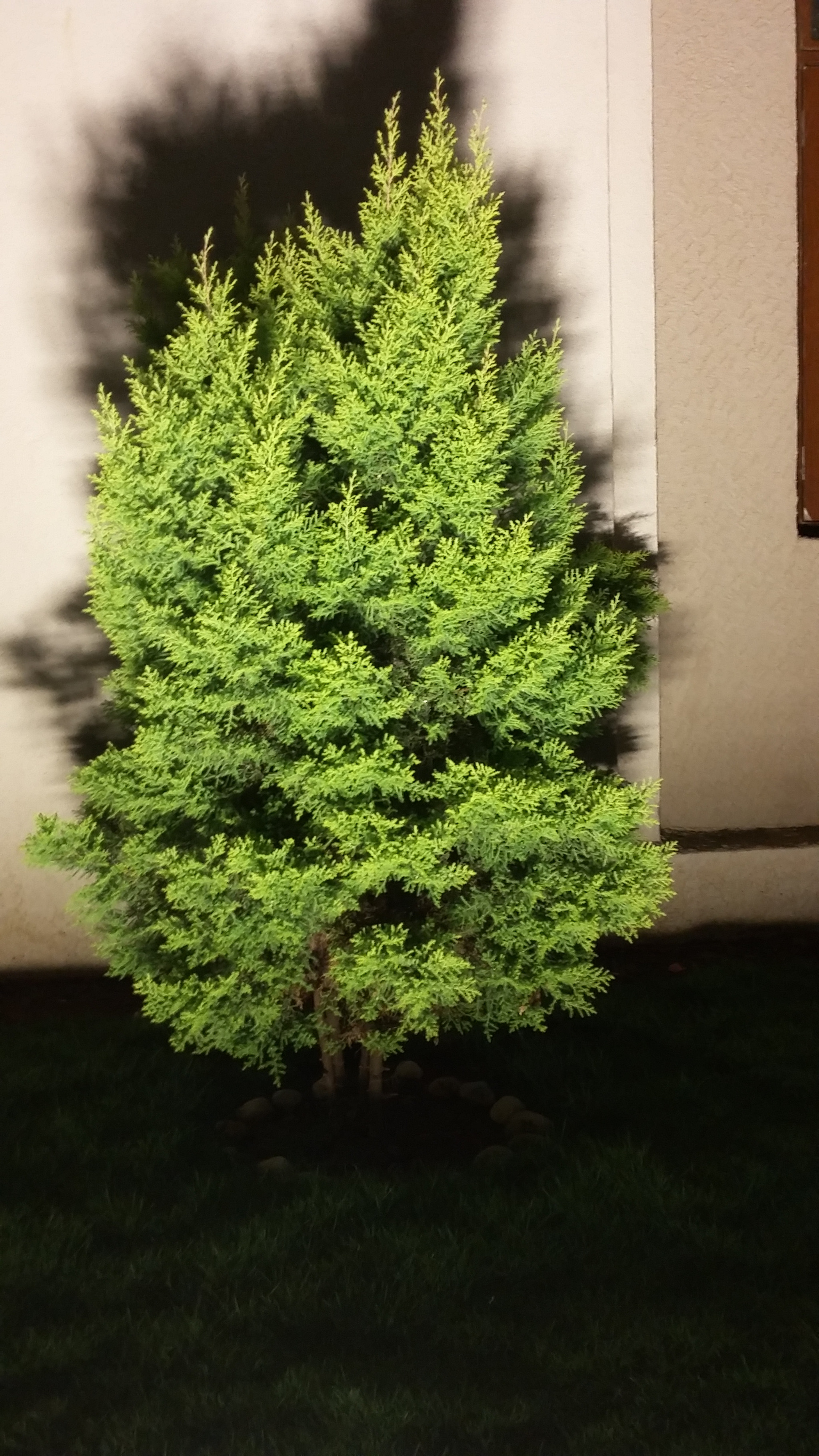 Samsung Galaxy E5 sample photo. Tree shadow  photography