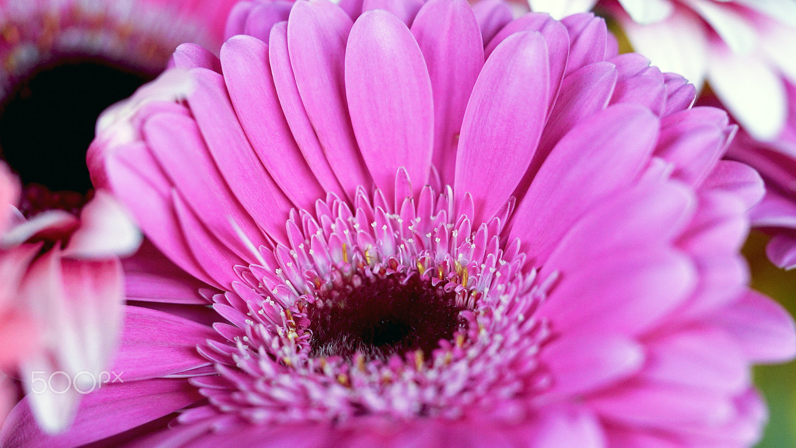 Sony a7S II + Sony FE 90mm F2.8 Macro G OSS sample photo. Lap of luxury photography