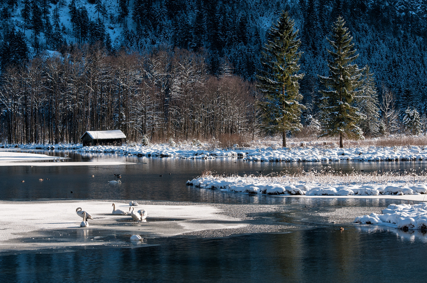 Nikon D300S sample photo. Swans photography