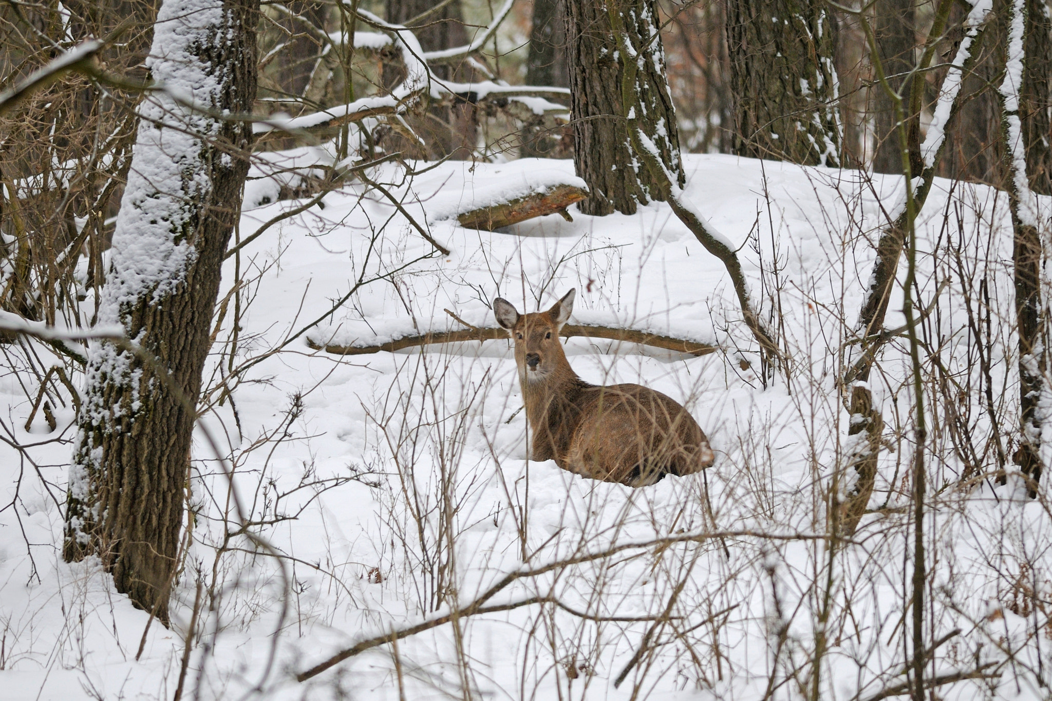 Nikon D300S + Nikon AF-S Nikkor 300mm F4D ED-IF sample photo. Halt photography