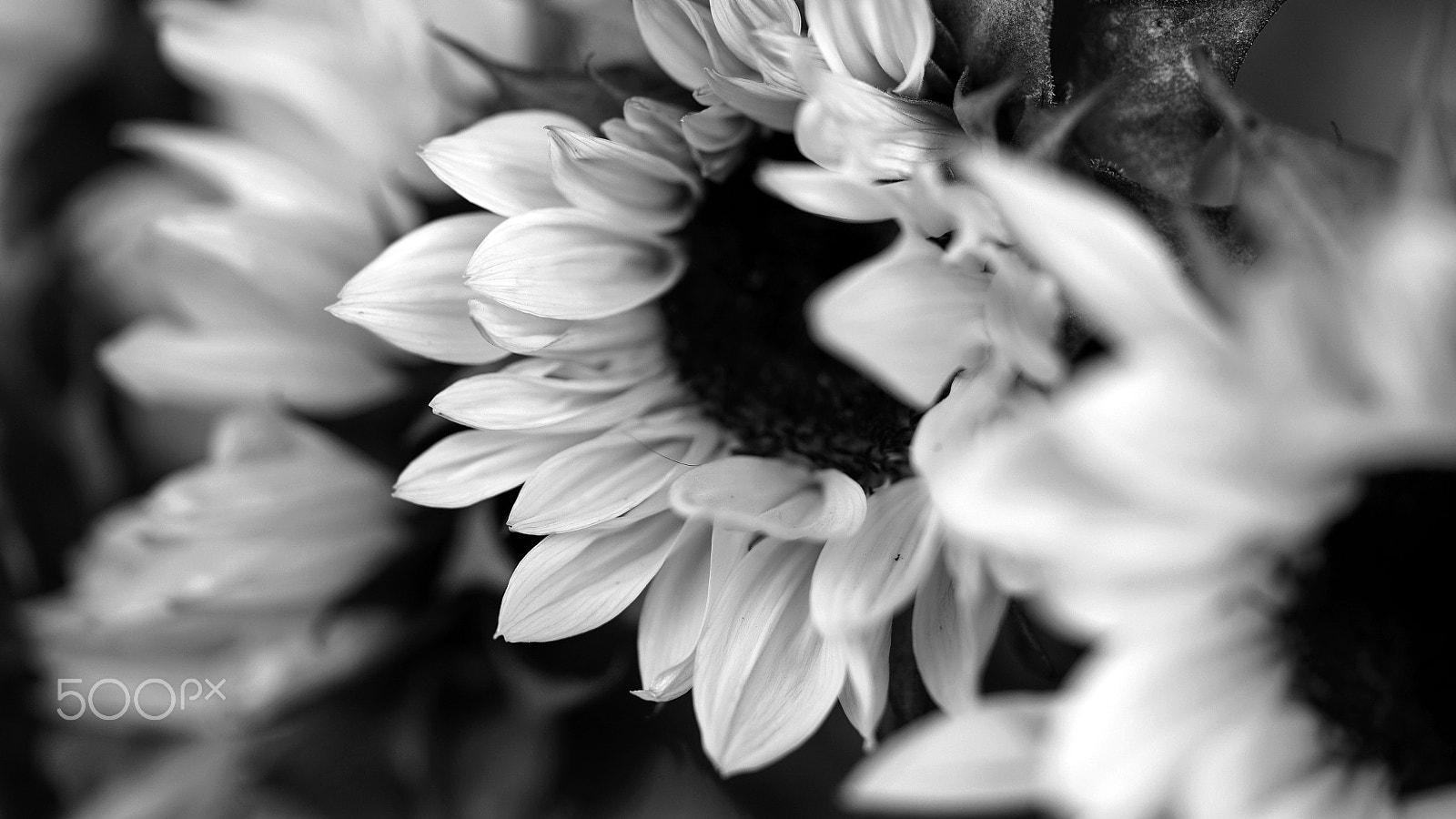 Sony a7S II + Sony FE 90mm F2.8 Macro G OSS sample photo. I have chased so many dreams photography