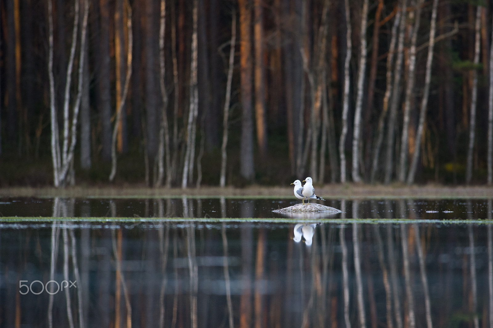 Pentax smc DA* 300mm F4.0 ED (IF) SDM sample photo. Pond with gulls photography