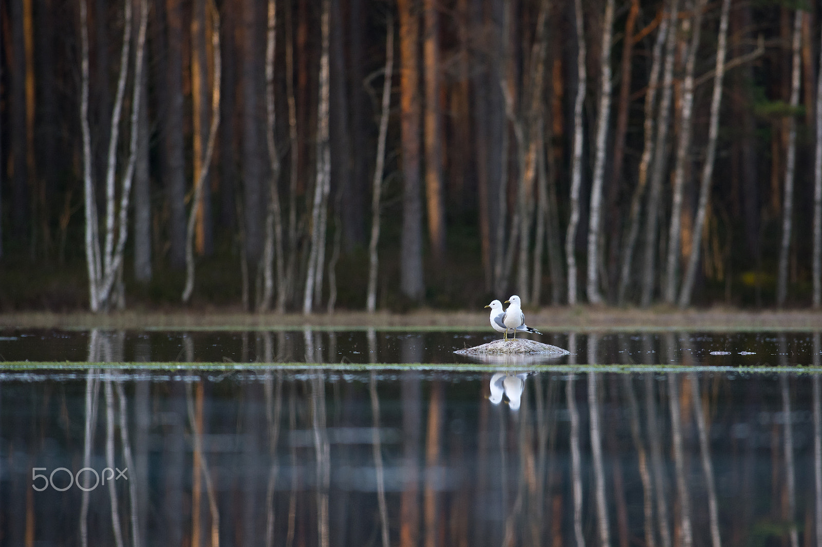 Pentax K-3 sample photo. Pond with gulls photography