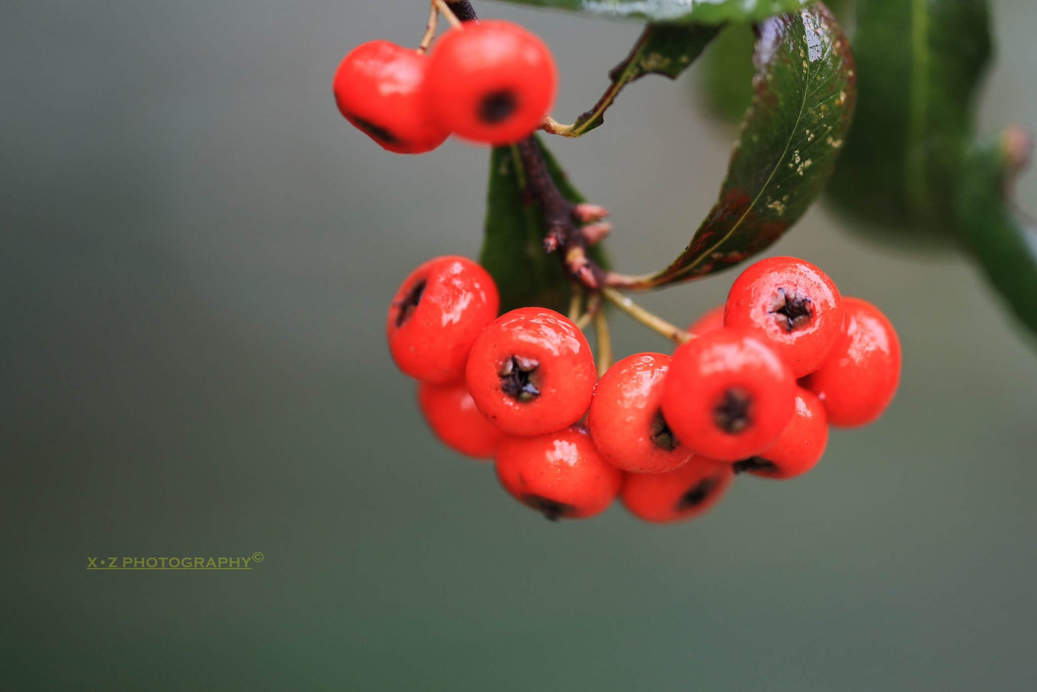 Canon EF 180mm F3.5L Macro USM sample photo. Winter photography