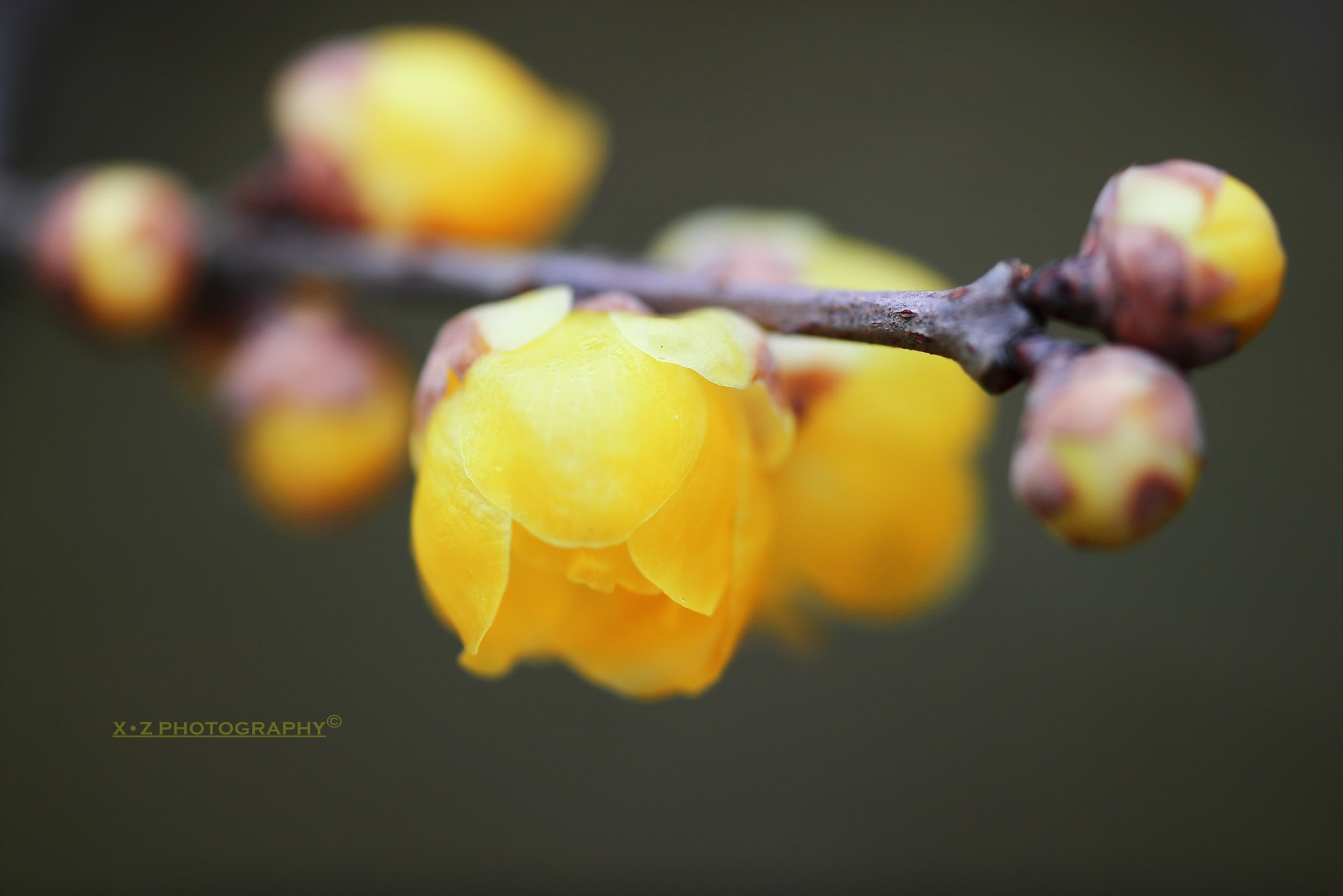 Canon EF 180mm F3.5L Macro USM sample photo. 腊梅 wintersweet photography