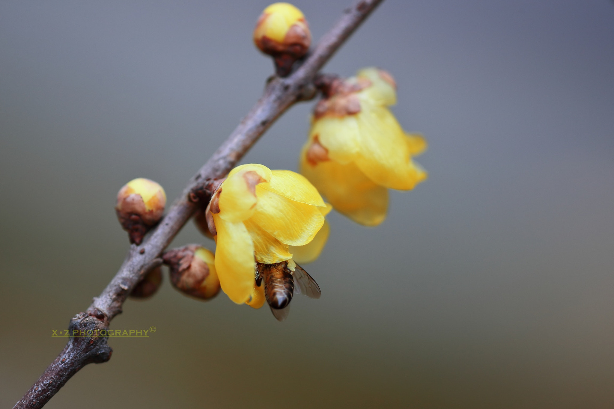 Canon EF 180mm F3.5L Macro USM sample photo. 腊梅 photography