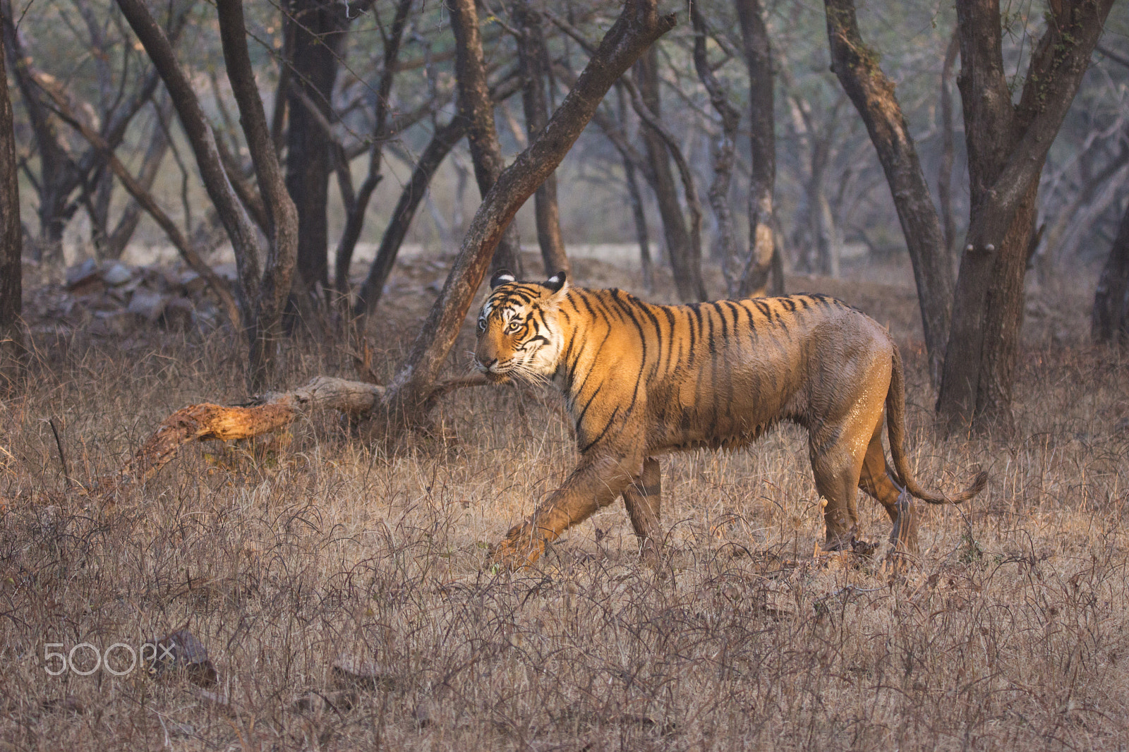 Tamron SP 150-600mm F5-6.3 Di VC USD sample photo. Graceful stride of arrowhead photography