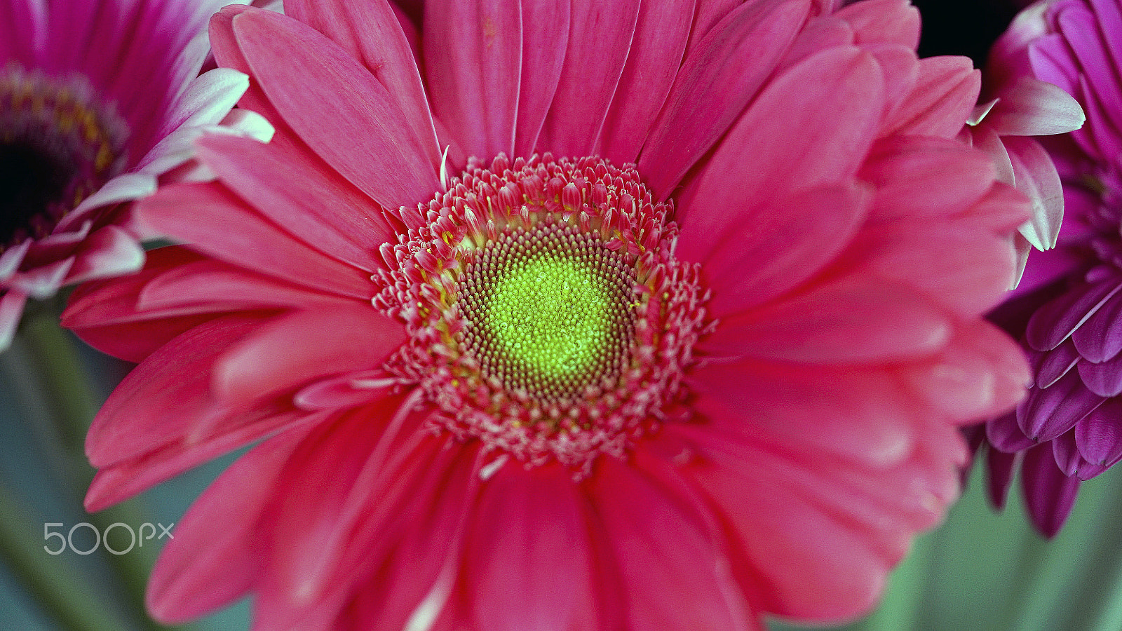 Sony a7S II + Sony FE 90mm F2.8 Macro G OSS sample photo. You've got love on your side photography