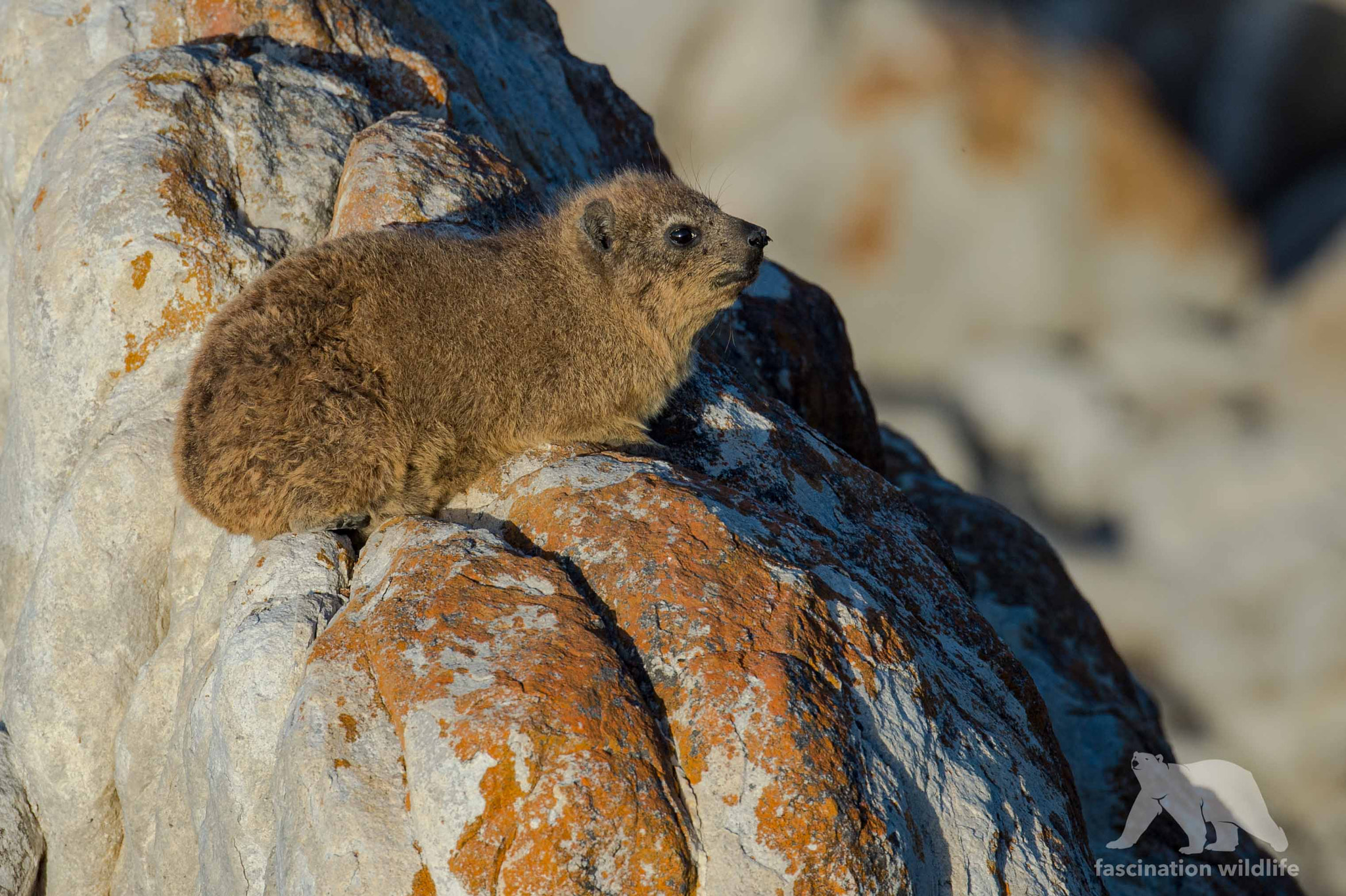 Nikon D4S sample photo. Rock dassie photography