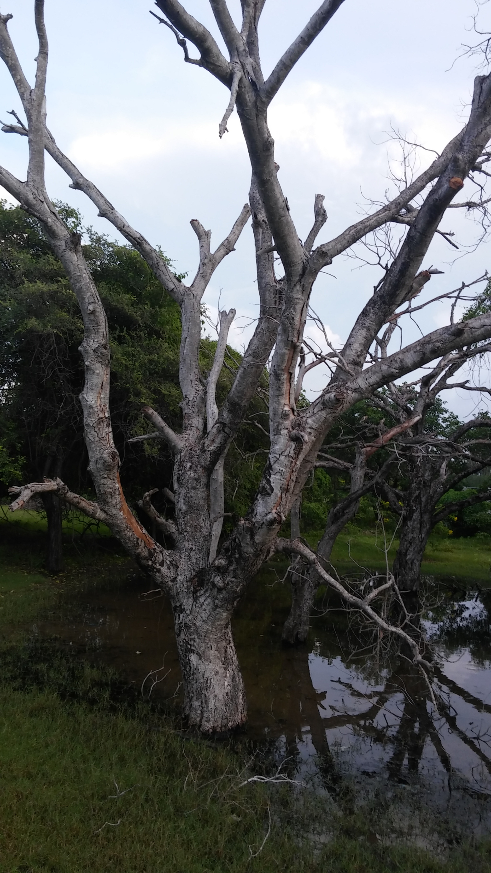 LG G STYLO sample photo