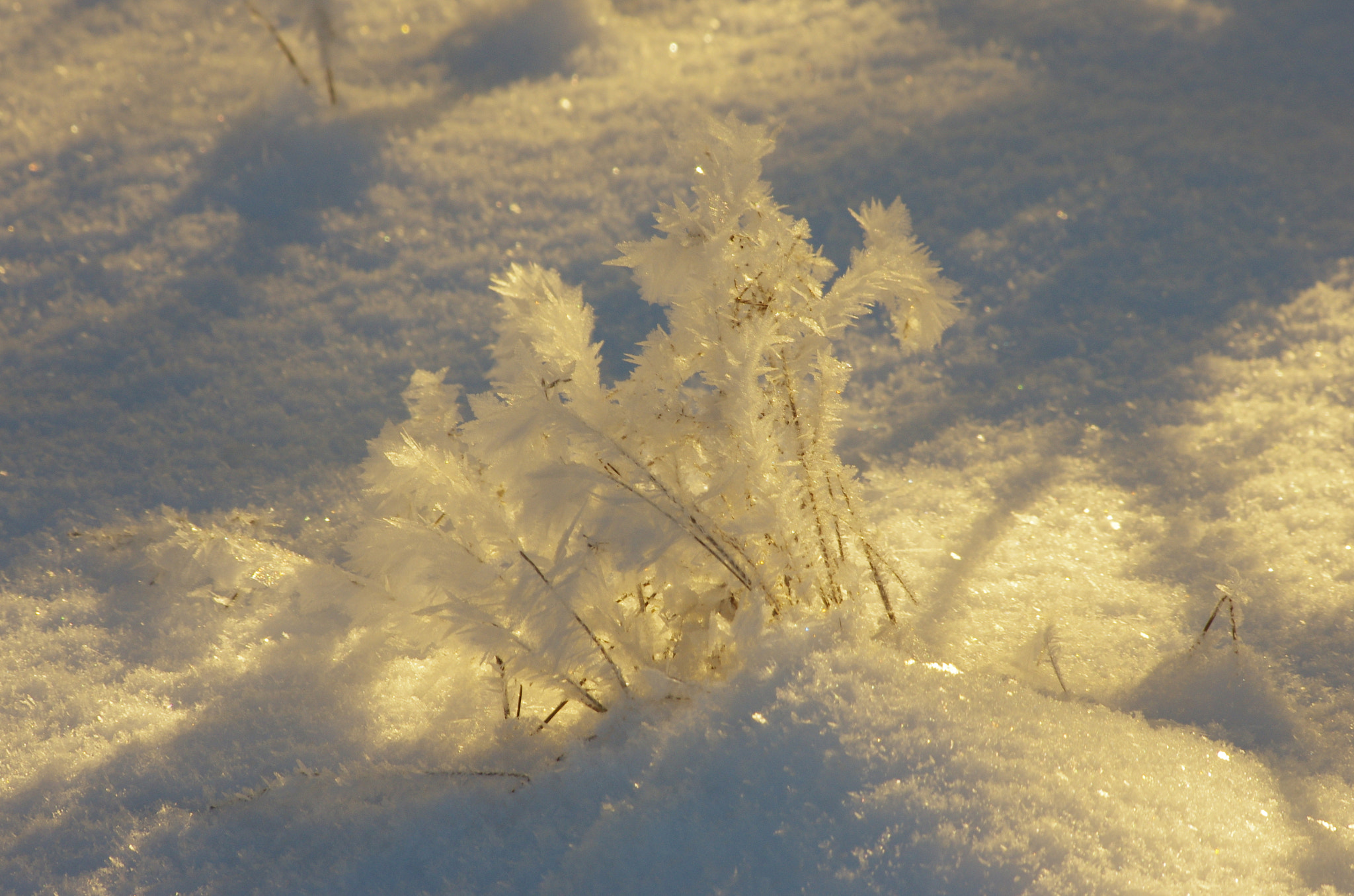 Pentax K-5 sample photo. Artwork of frost photography