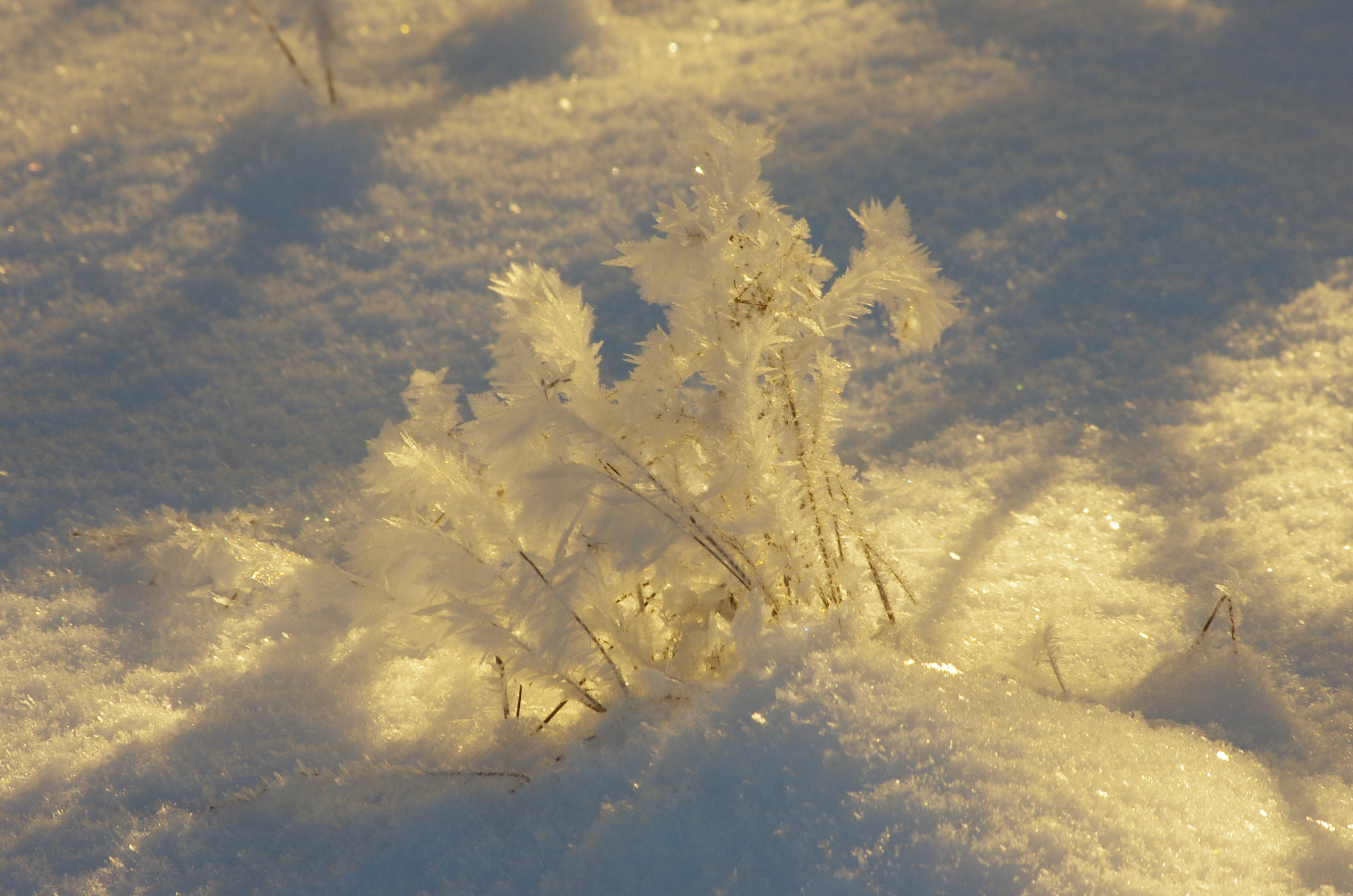 HD Pentax DA 55-300mm F4.0-5.8 ED WR sample photo. Artwork of frost photography