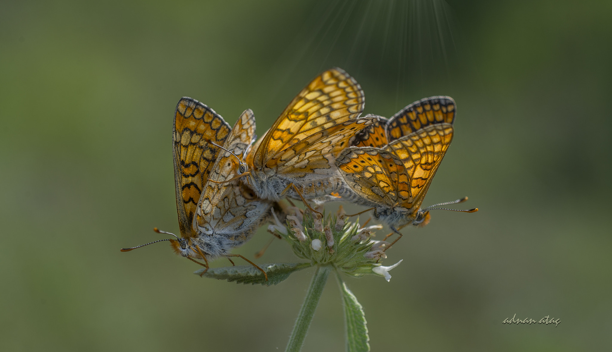 Nikon D4 sample photo. Nazuğum - euphydryas aurinia - marsh fritillary photography
