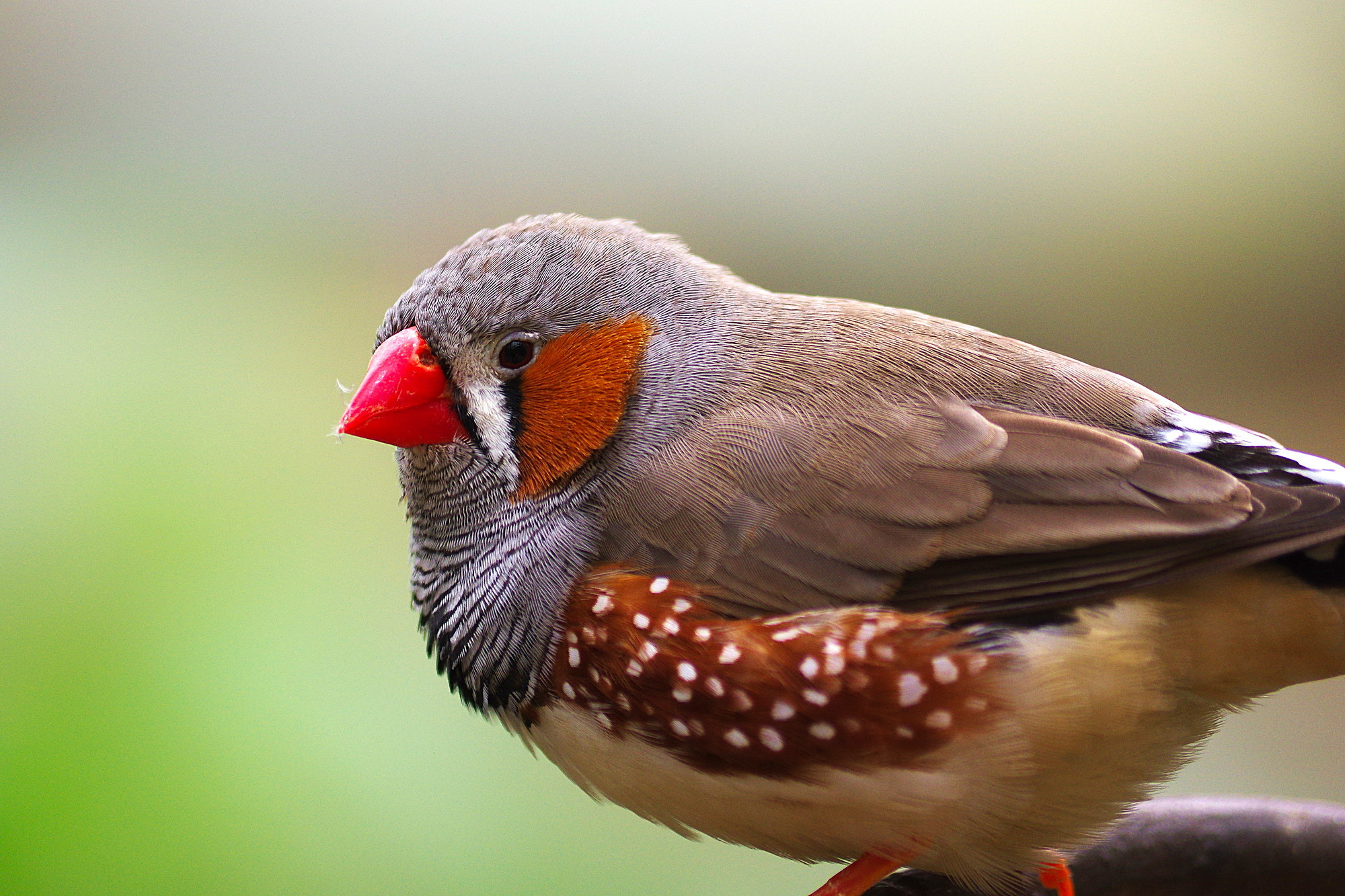Pentax K-3 sample photo. Zebra finch photography