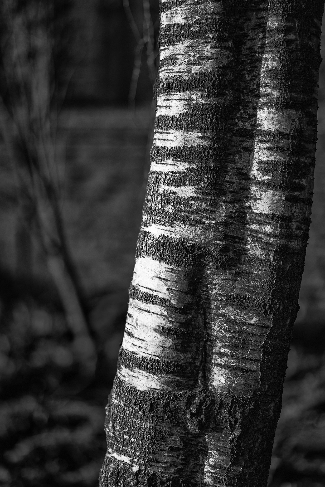 Nikon D800 + Sigma 105mm F2.8 EX DG Macro sample photo. Black and white portrait of silver birch tree betual pendula photography