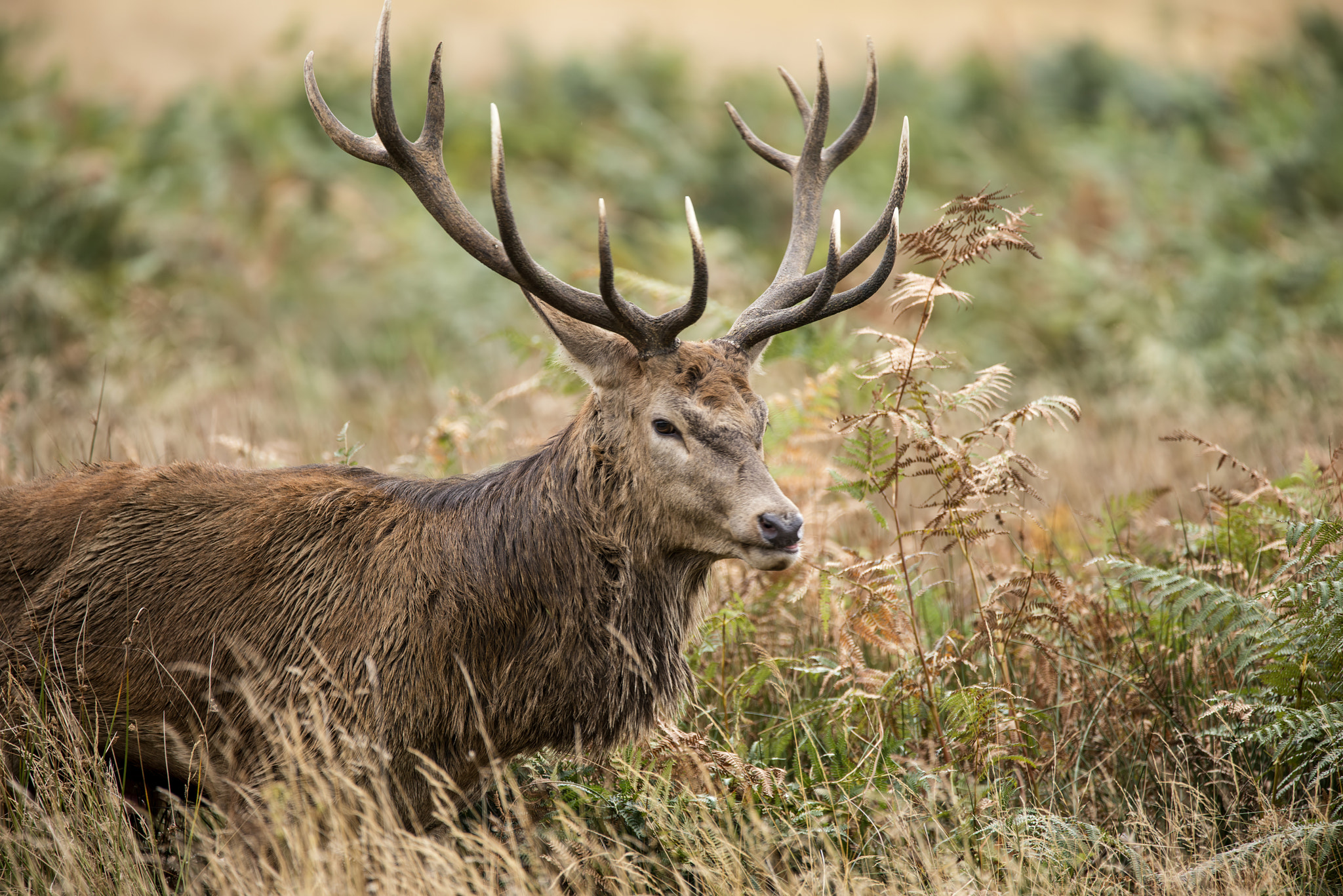 Sigma 150-600mm F5-6.3 DG OS HSM | C sample photo. Majestic powerful red deer stag cervus elaphus in forest landsca photography