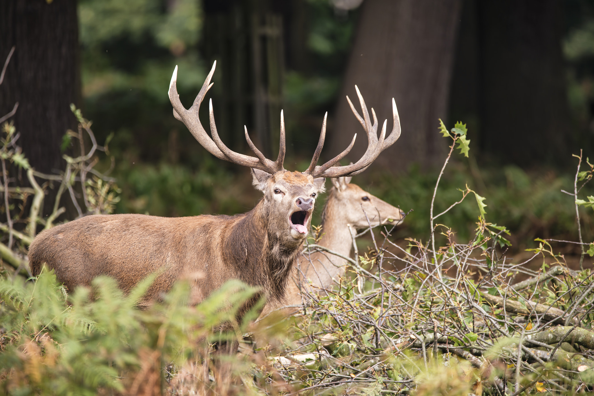 Sigma 150-600mm F5-6.3 DG OS HSM | C sample photo. Beautiful family group herd of red deer stag cervus elaphus duri photography