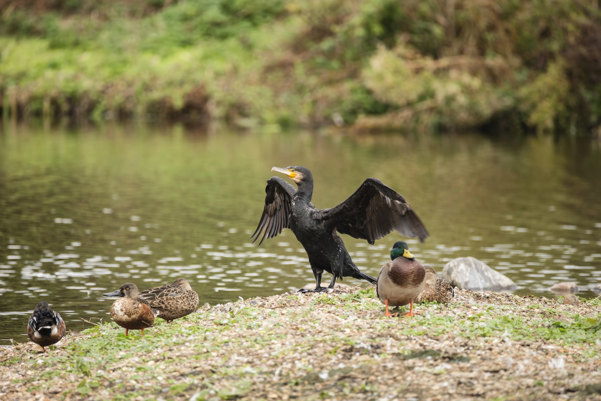 Sigma 150-600mm F5-6.3 DG OS HSM | C sample photo. Beautiful image of cormorant phalacrocoracidae spreading wings i photography