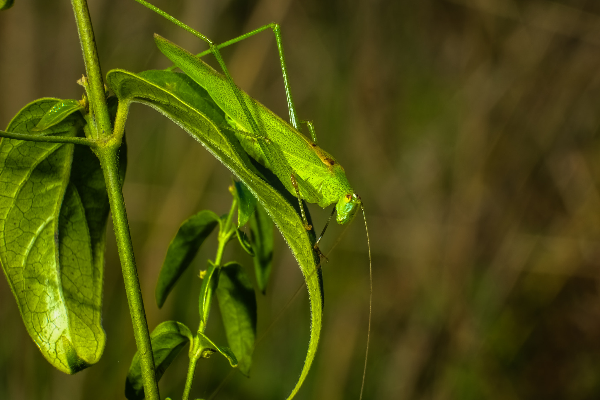 Fujifilm X-E1 + Fujifilm XC 50-230mm F4.5-6.7 OIS sample photo. Andrzej breitmeier photography