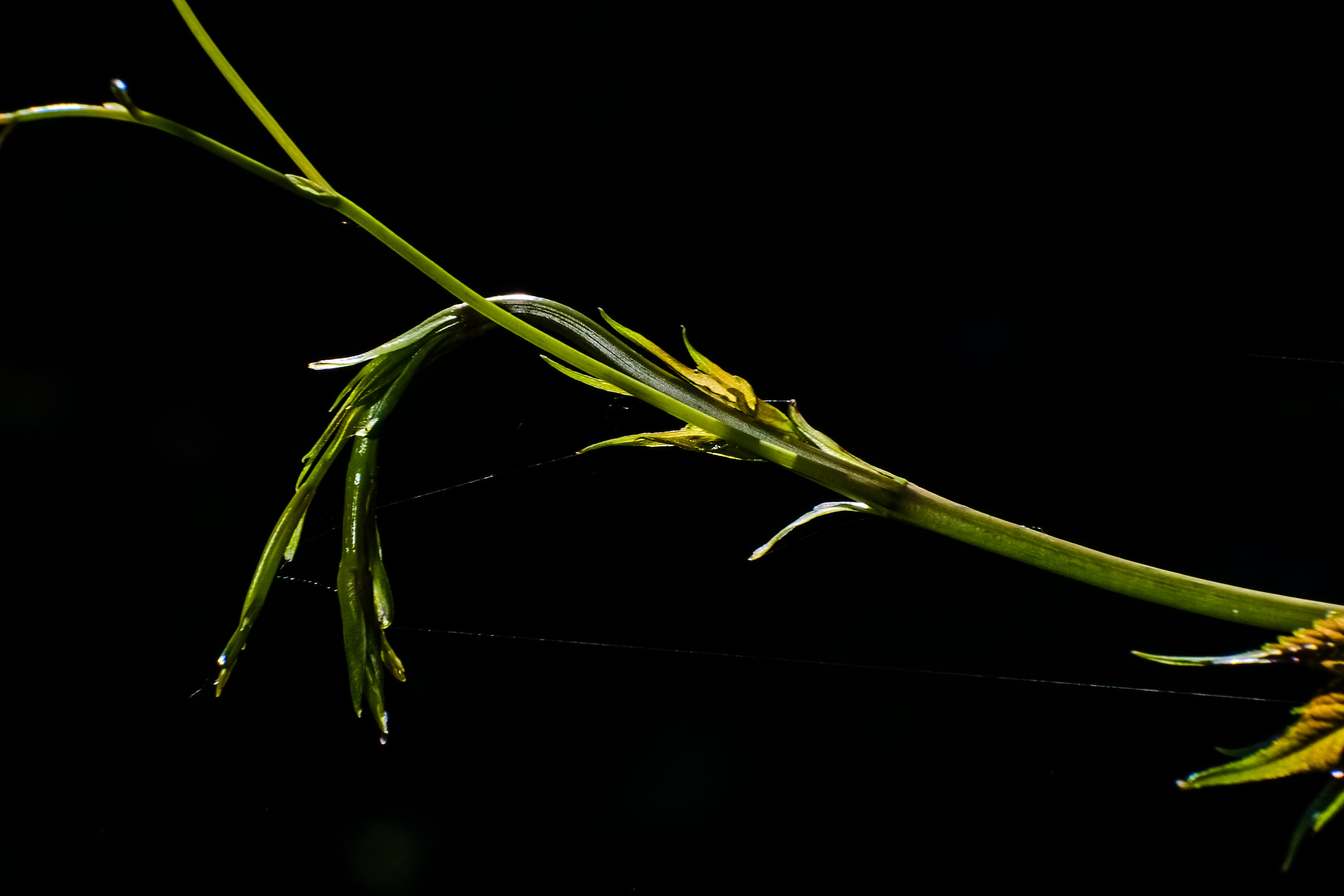 Fujifilm X-E1 + Fujifilm XC 50-230mm F4.5-6.7 OIS sample photo. Andrzej breitmeier photography