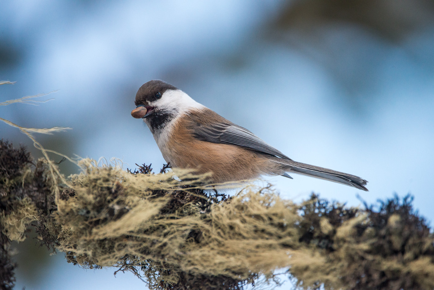 Sigma 150-600mm F5-6.3 DG OS HSM | C sample photo. Nutcracker. siberian tit photography