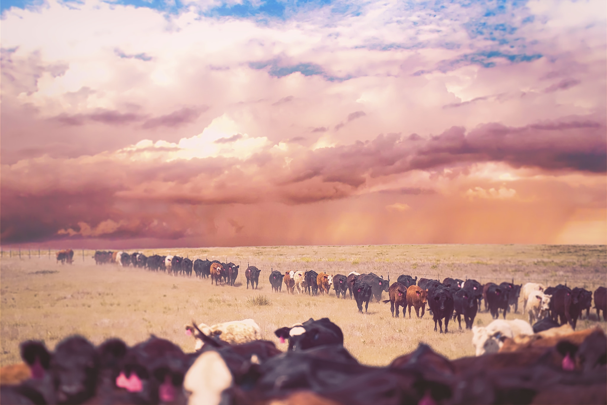 Sony a7R II + Sony FE 70-200mm F4 G OSS sample photo. Cattle drive photography