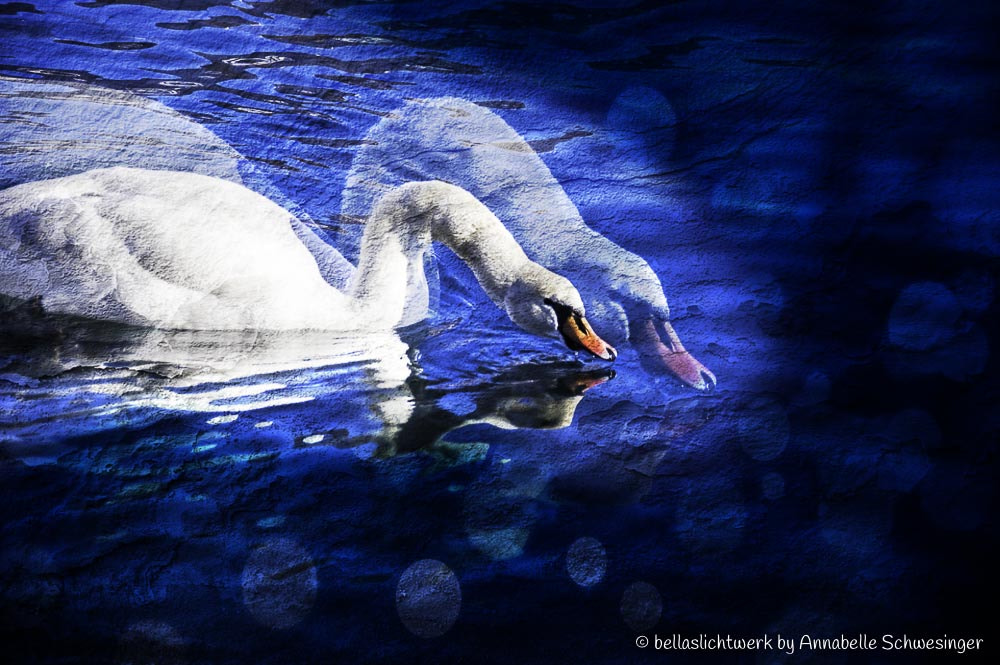 Pentax K-3 sample photo. Swan lake photography