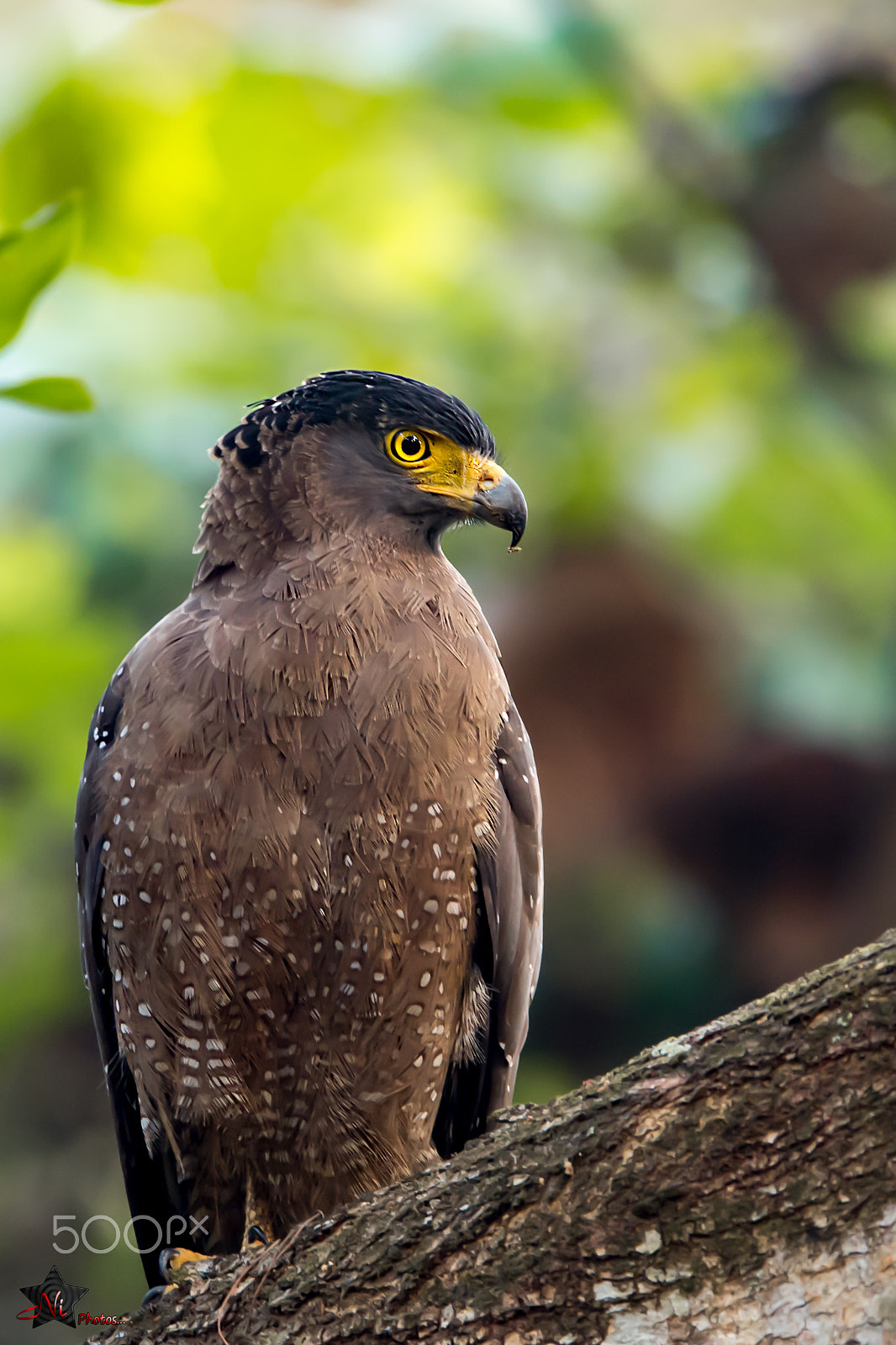 Nikon AF-S Nikkor 600mm F4E FL ED VR sample photo. Serpent eagle photography