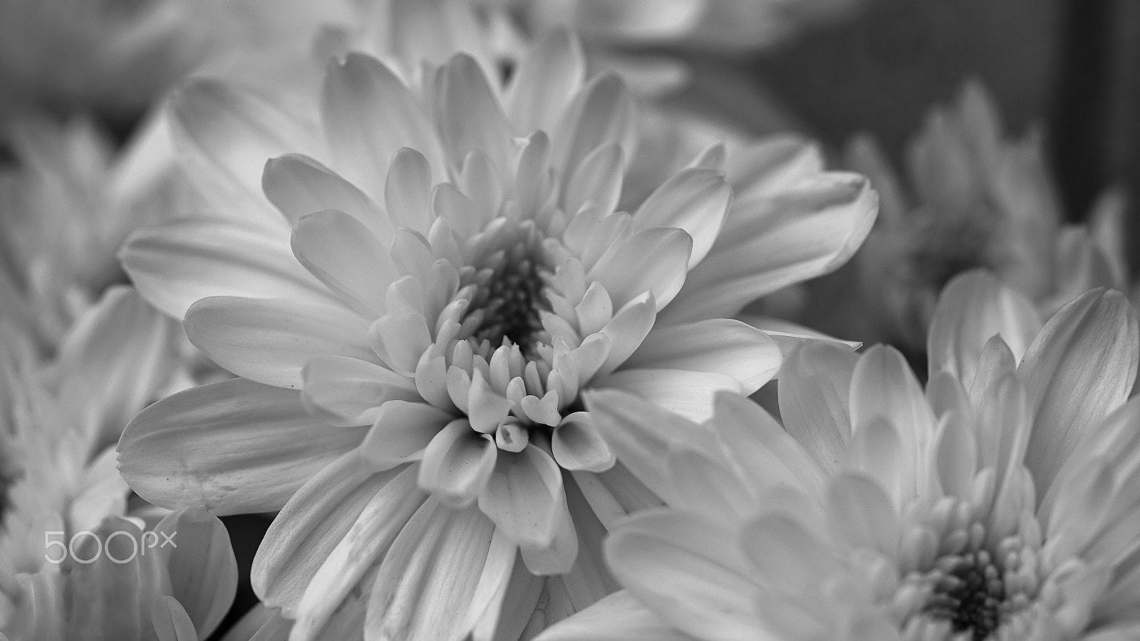 Sony a7S II + Sony FE 90mm F2.8 Macro G OSS sample photo. If you were here 0106 photography