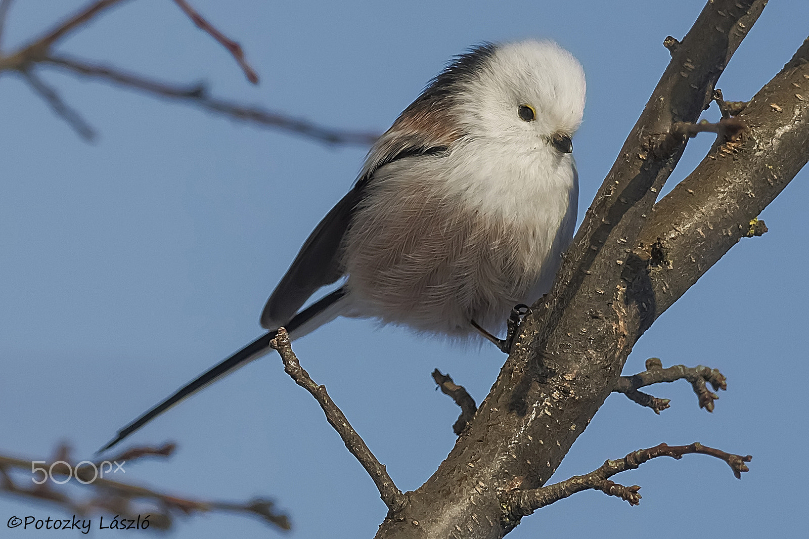 Olympus OM-D E-M1 + OLYMPUS M.300mm F4.0 sample photo. Long-tailed tit photography