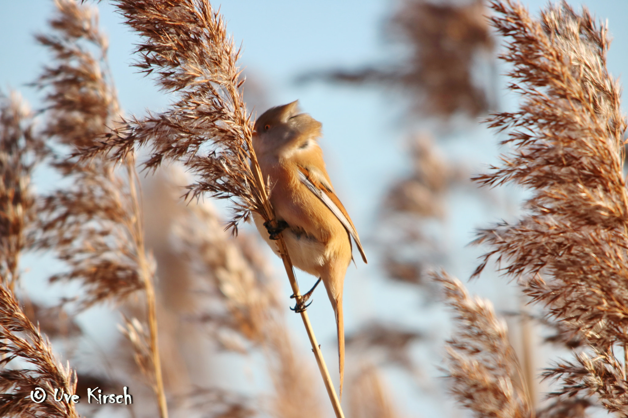 Sigma 150-500mm F5-6.3 DG OS HSM sample photo. Bearded reedling photography
