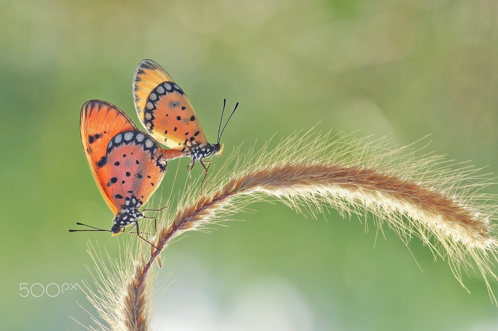 Nikon D5000 sample photo. Butterfly.mating butterfly. photography
