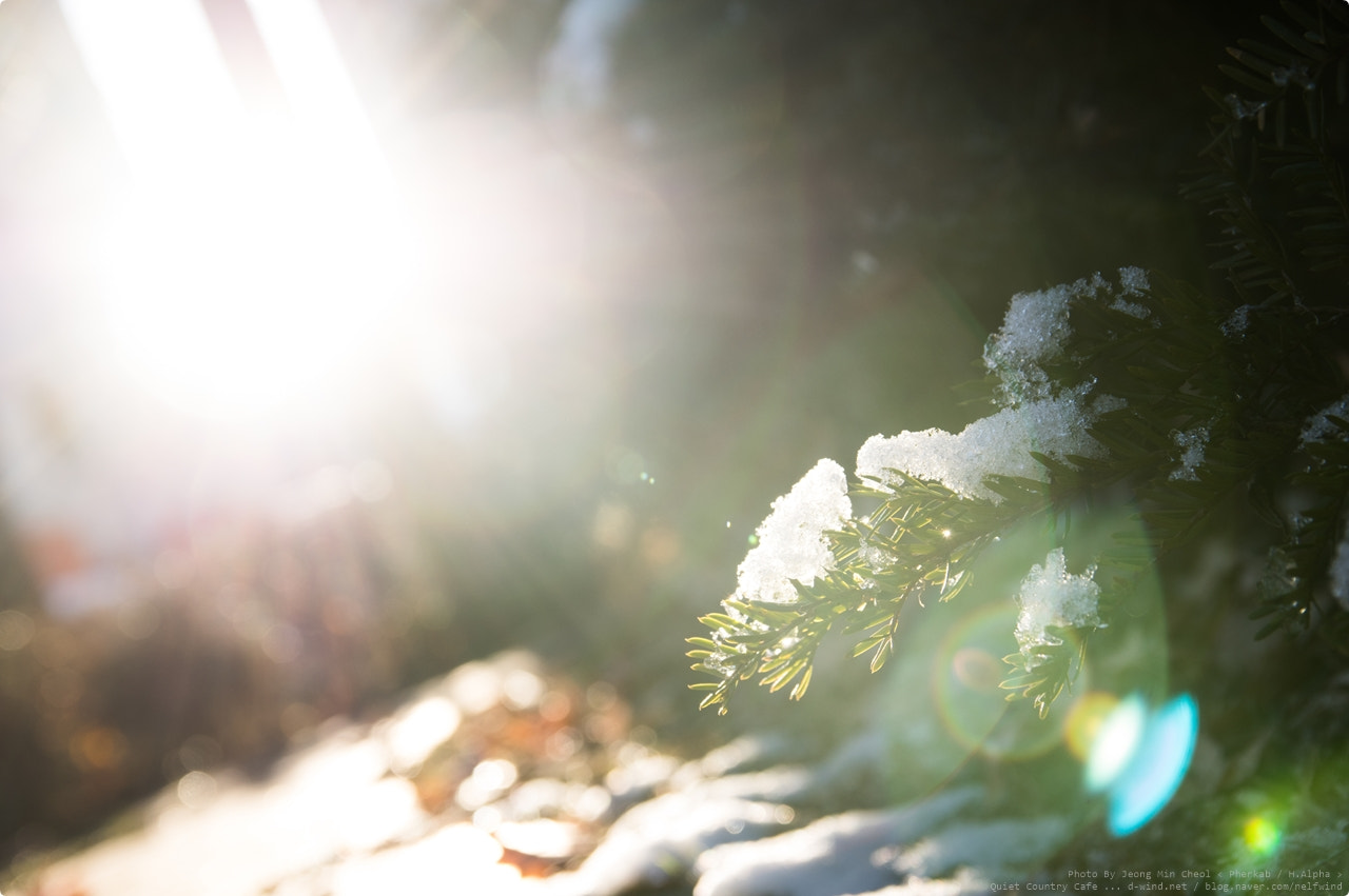 Sigma 17-50mm F2.8 EX DC HSM sample photo. Warm flare photography