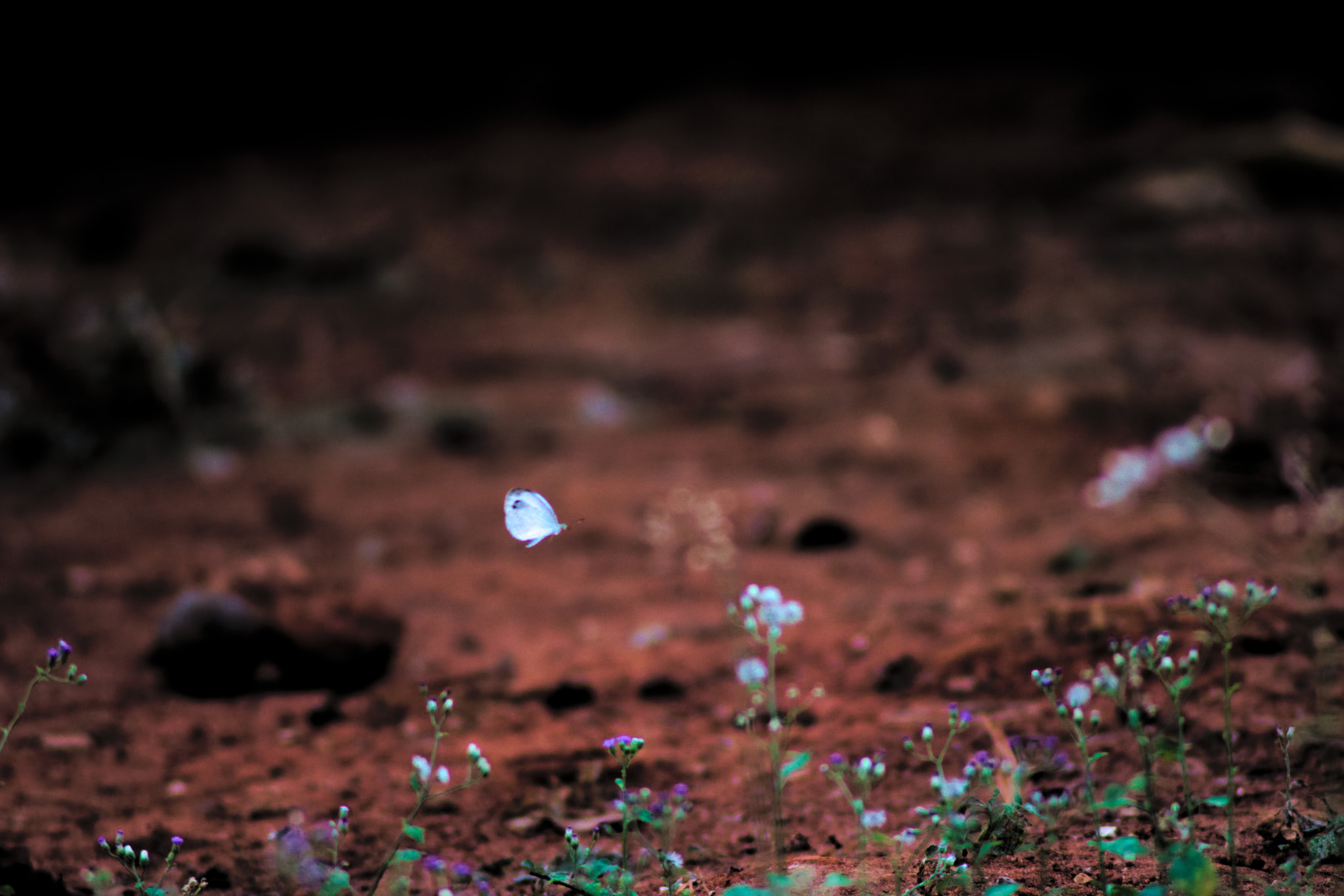 Nikon AF Nikkor 70-300mm F4-5.6G sample photo. Float like a butterfly #dontsting photography