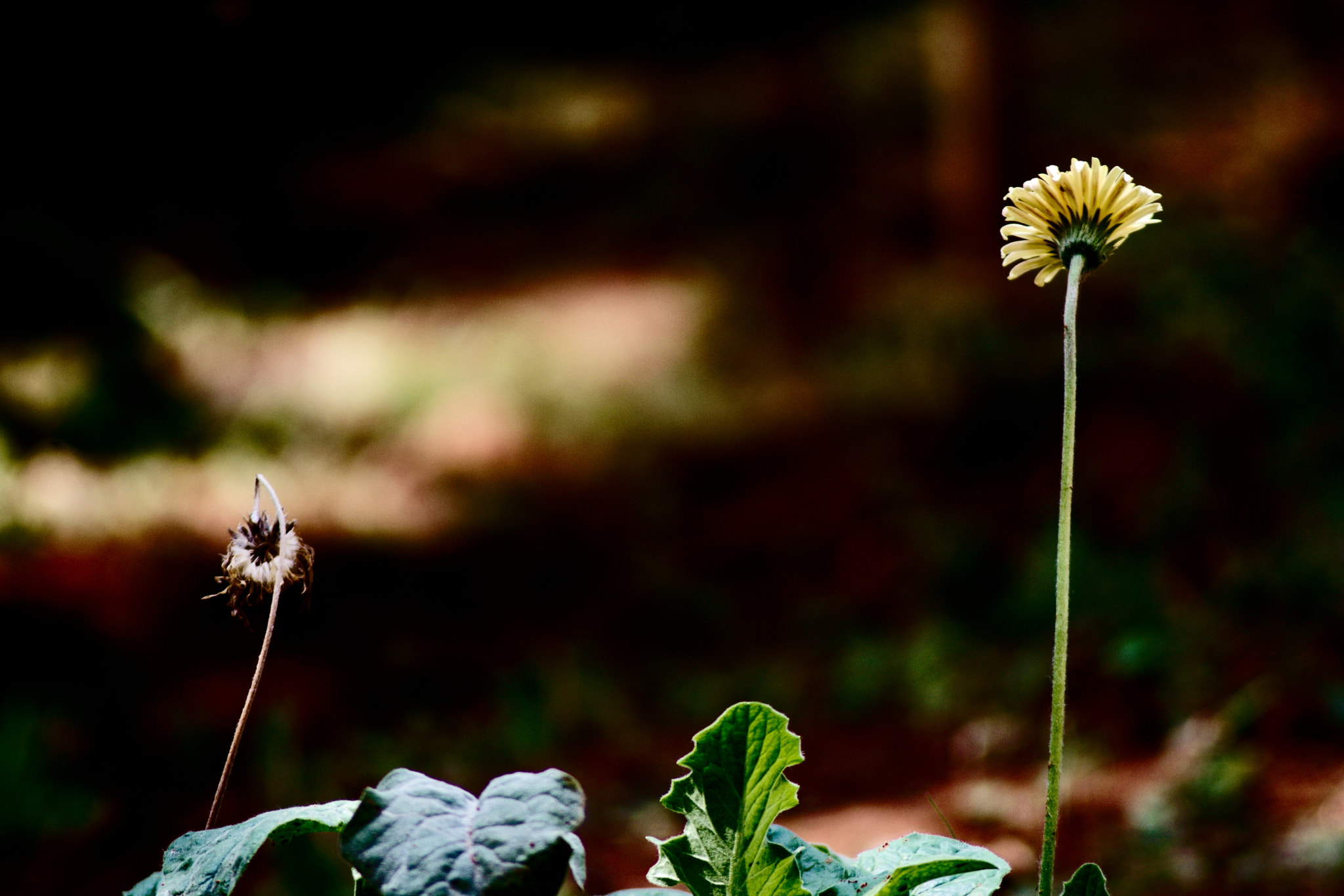 Nikon AF Nikkor 70-300mm F4-5.6G sample photo. Change is the only constant photography