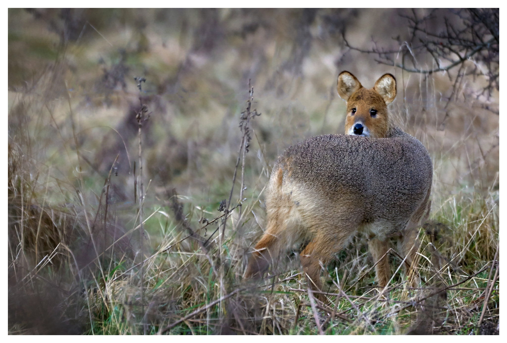 Sony 70-400mm F4-5.6 G SSM II sample photo. Rubbernecking. photography