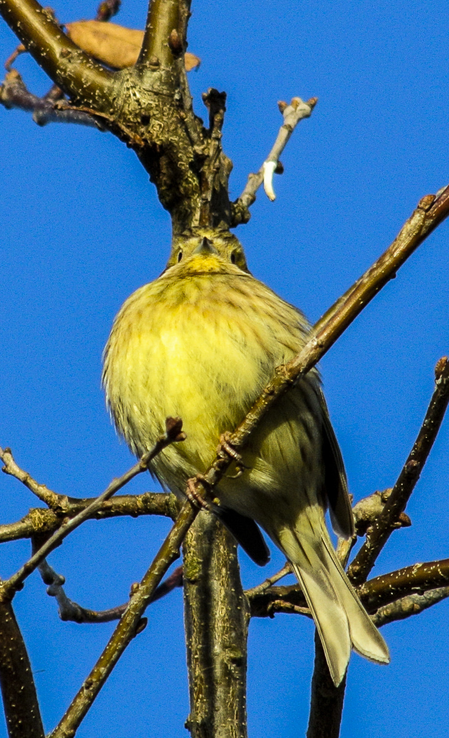 Nikon 1 V1 sample photo. Bird photography