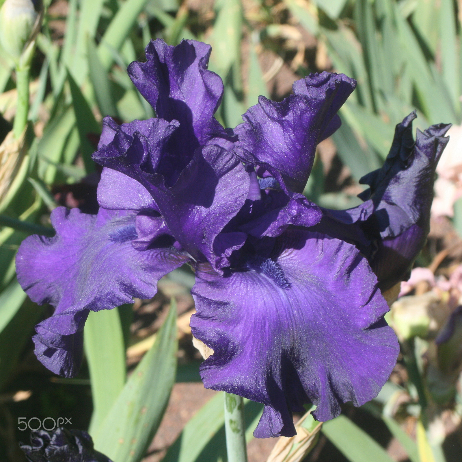Canon EF 35-80mm f/4-5.6 sample photo. Fleurs flowers jardin floral, jardin remarquable, photography