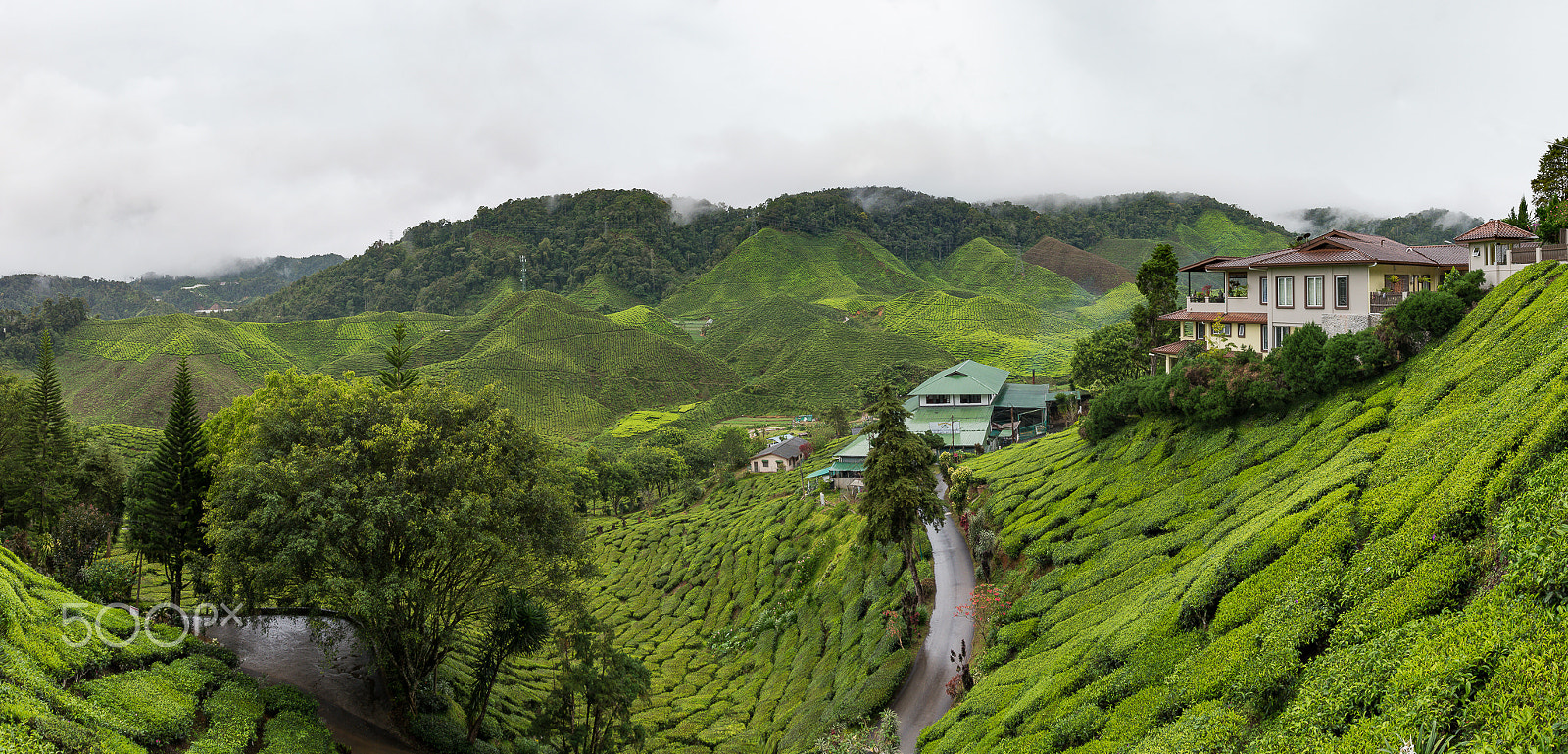 Nikon D5500 + Sigma 18-35mm F1.8 DC HSM Art sample photo. Tea plantation panorama at cameron highlands photography