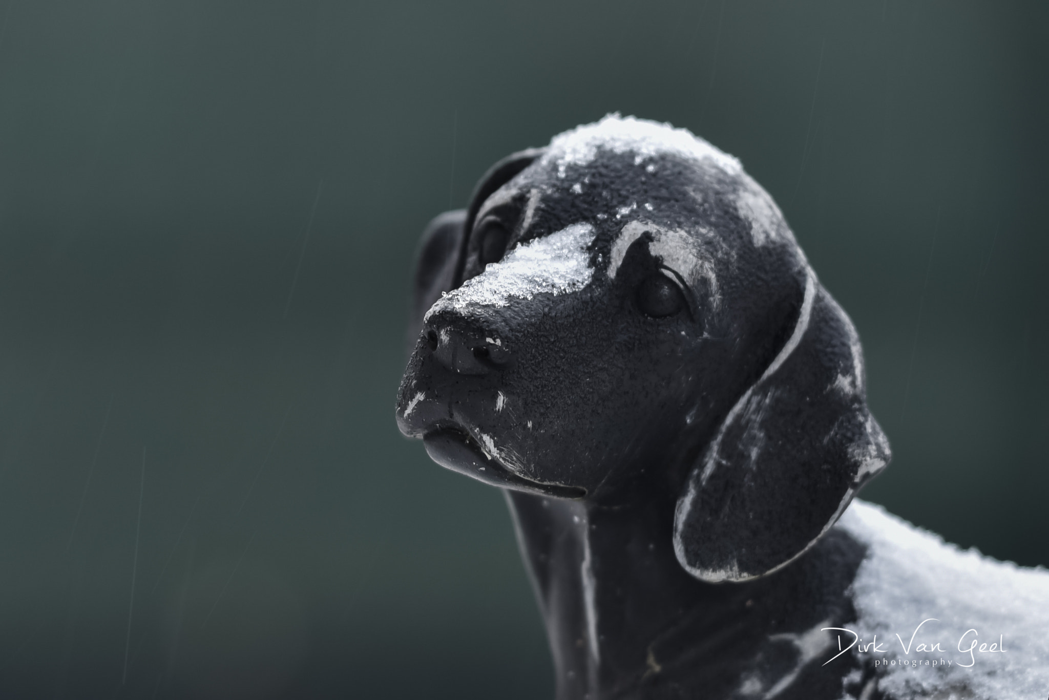 Sigma 150mm F2.8 EX DG OS Macro HSM sample photo. Cold dog in the snow photography