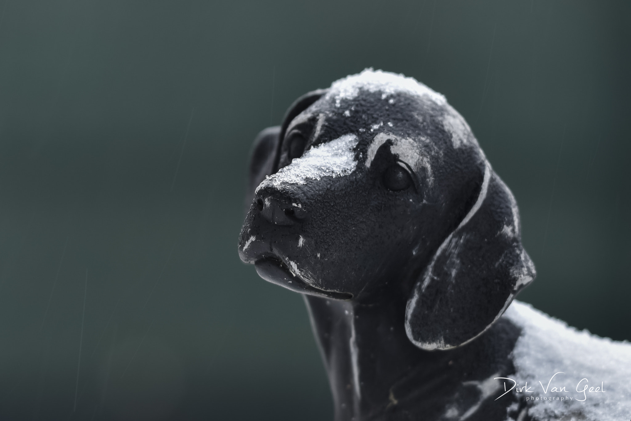 Nikon D750 sample photo. Cold dog in the snow photography