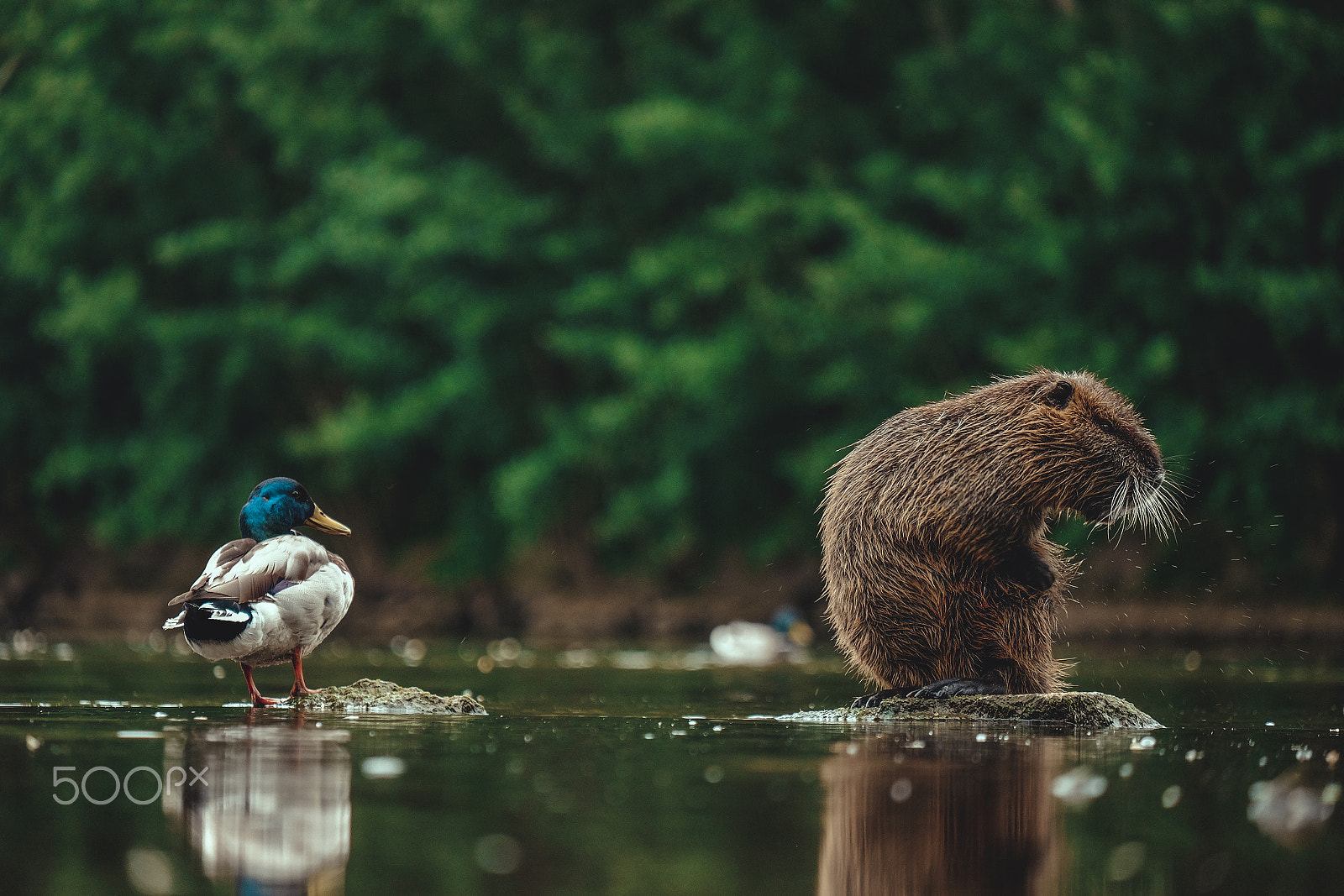 Fujifilm X-E2 + Fujifilm XF 55-200mm F3.5-4.8 R LM OIS sample photo. Wildlife photography