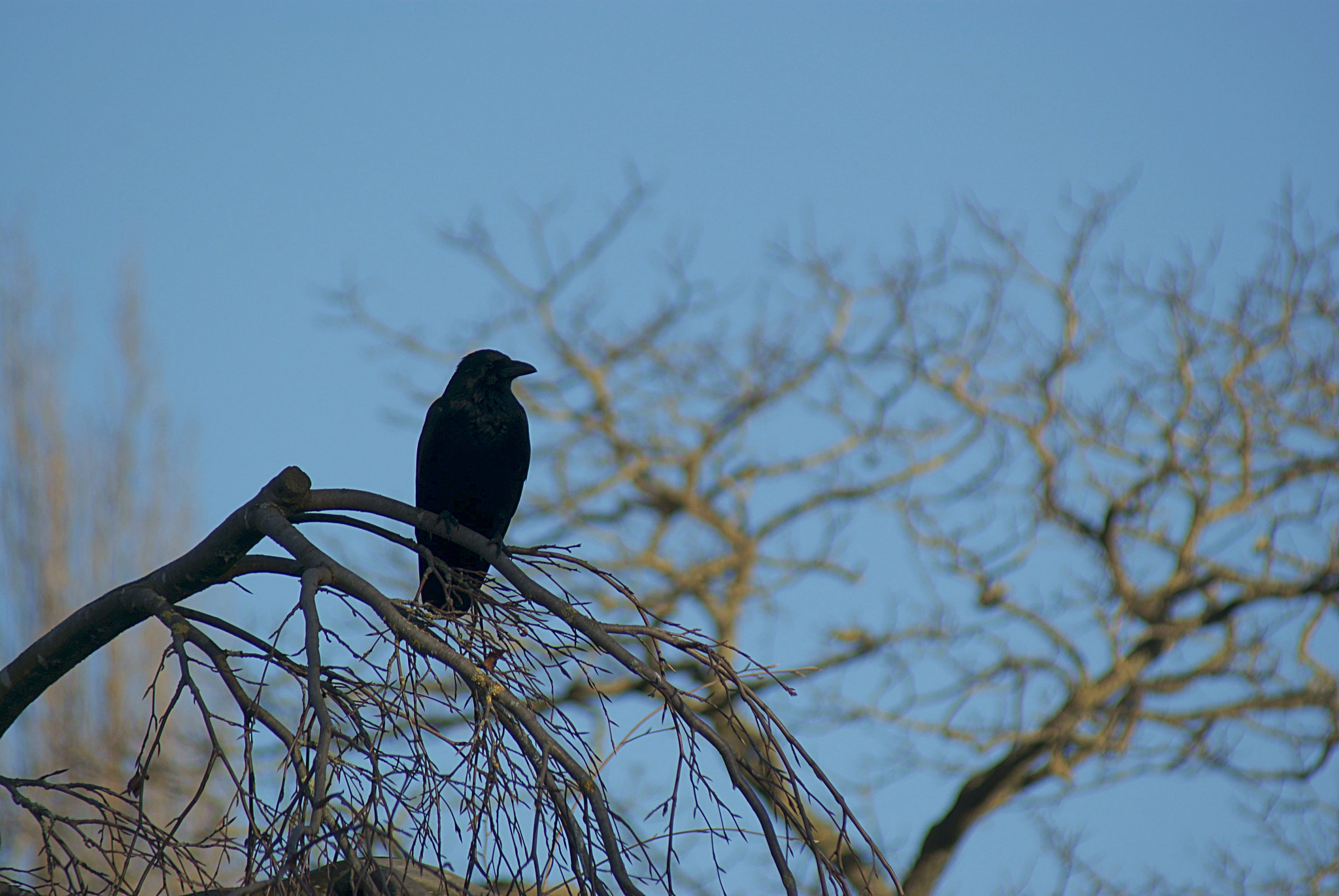 Sony 75-300mm F4.5-5.6 sample photo. The crow photography